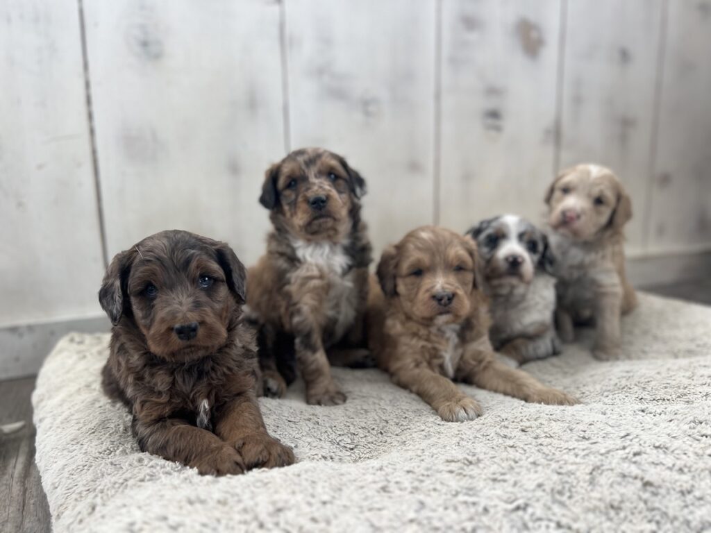 Aussiedoodles Acres Puppies