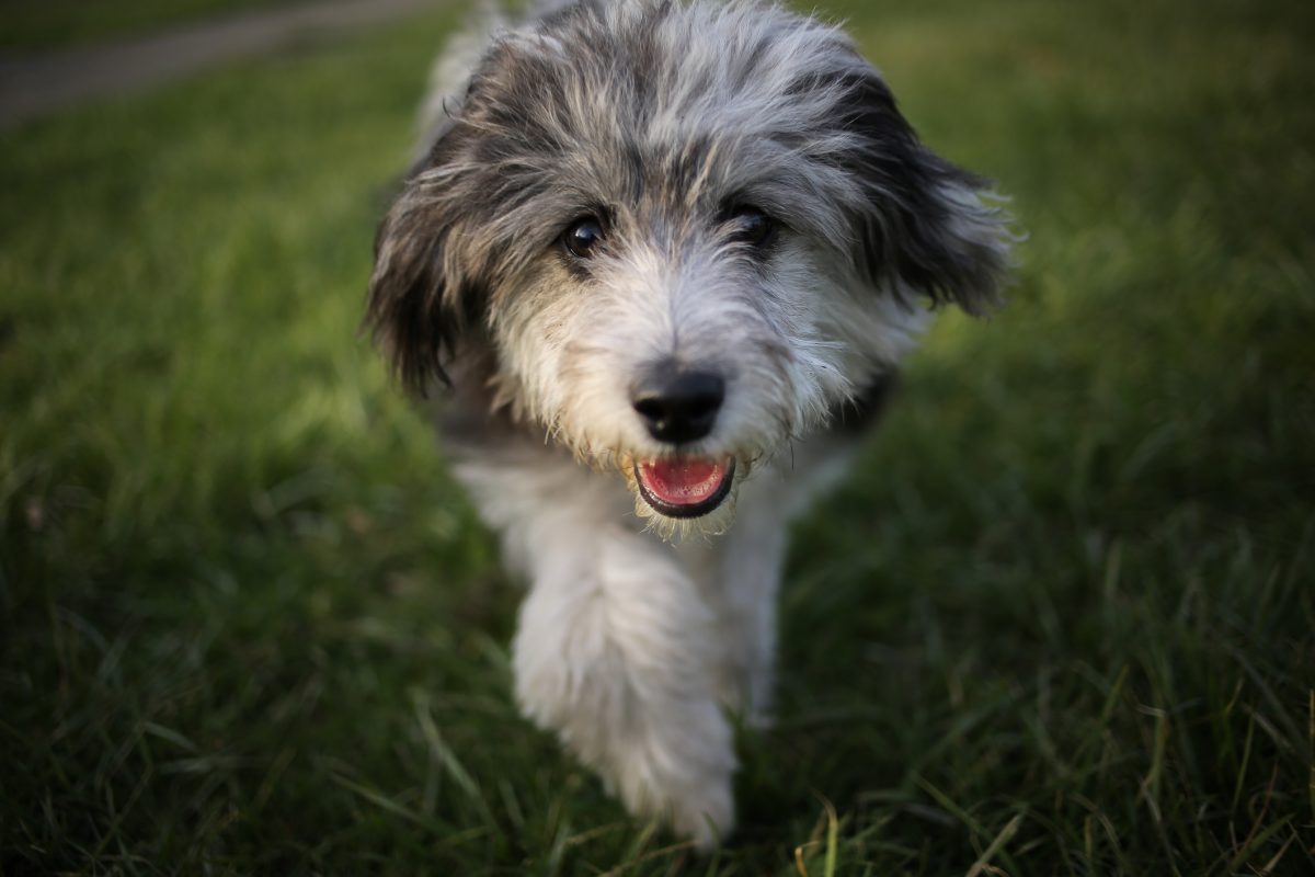 Aussiedoodle Puppy Picture and Facts