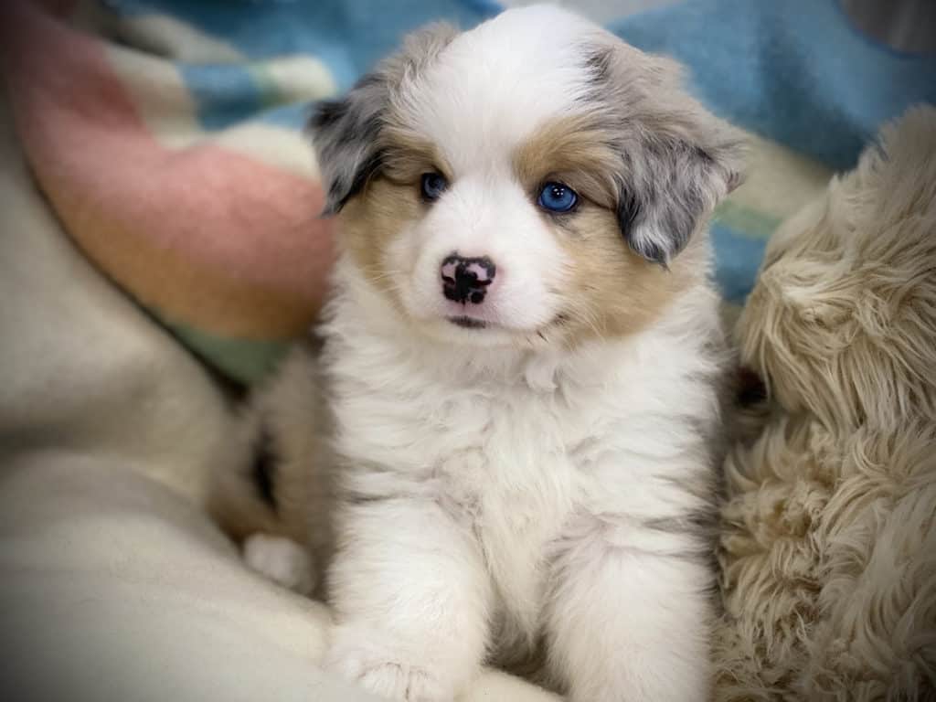 Miniature aussiedoodle breeders clearance