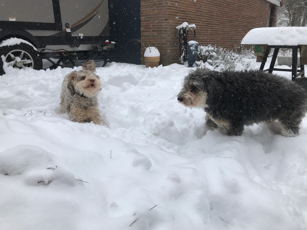 Aussiedoodles in the Snow