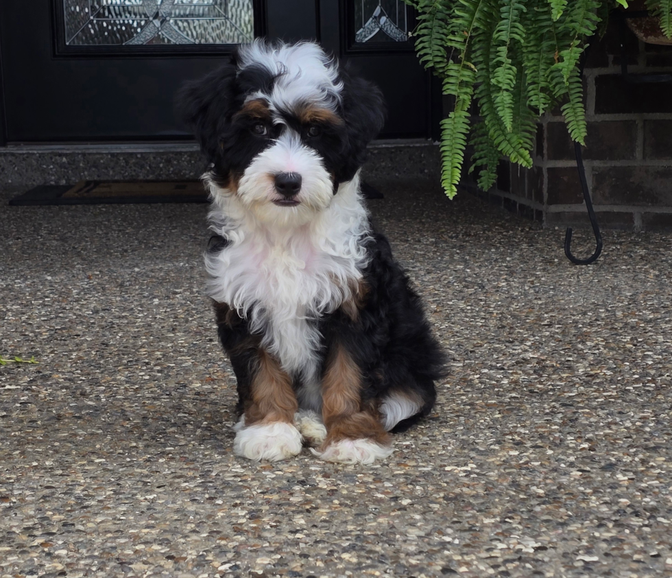 Mini Aussiedoodle Picture and Full