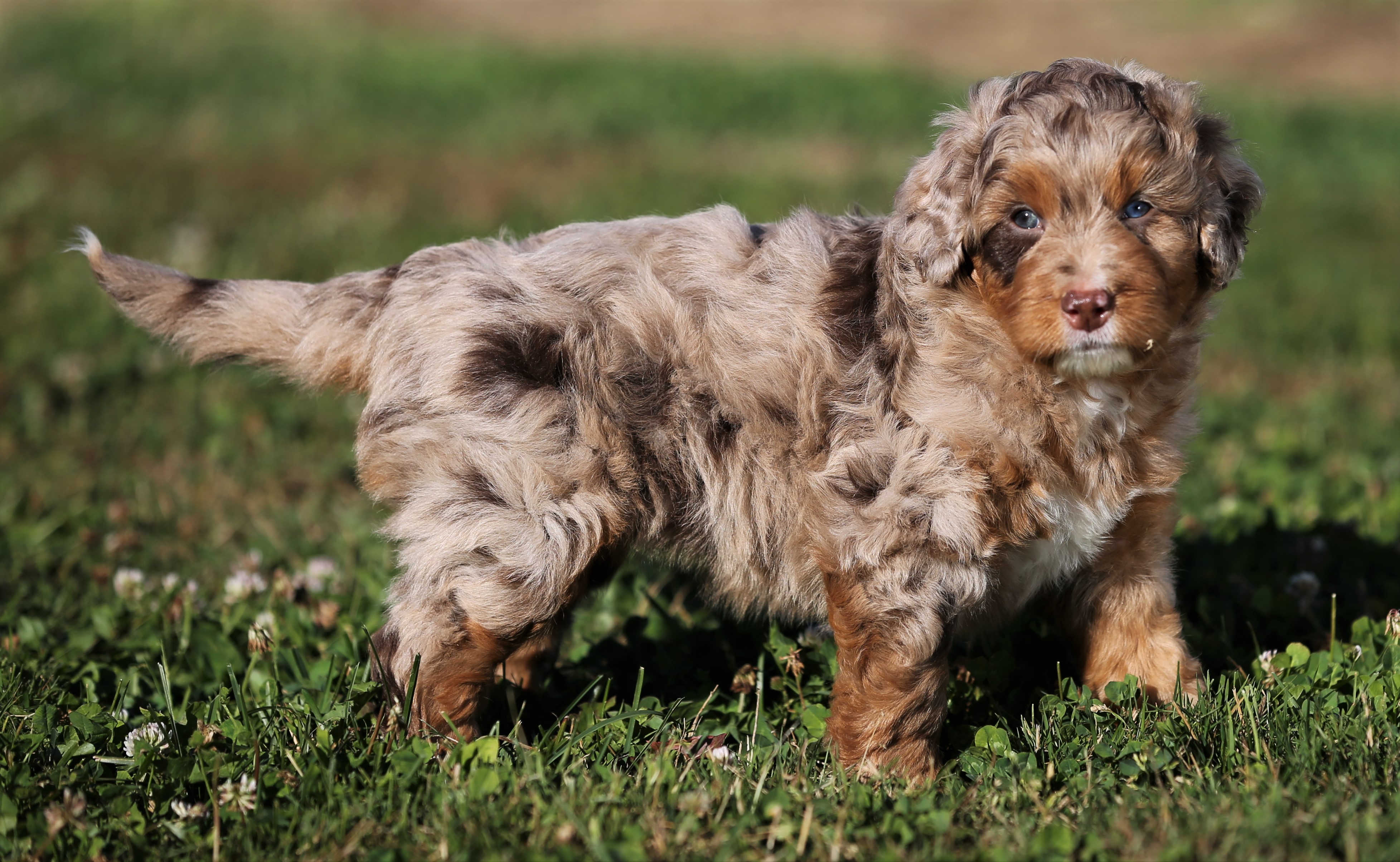 Mini Aussiedoodle Puppies