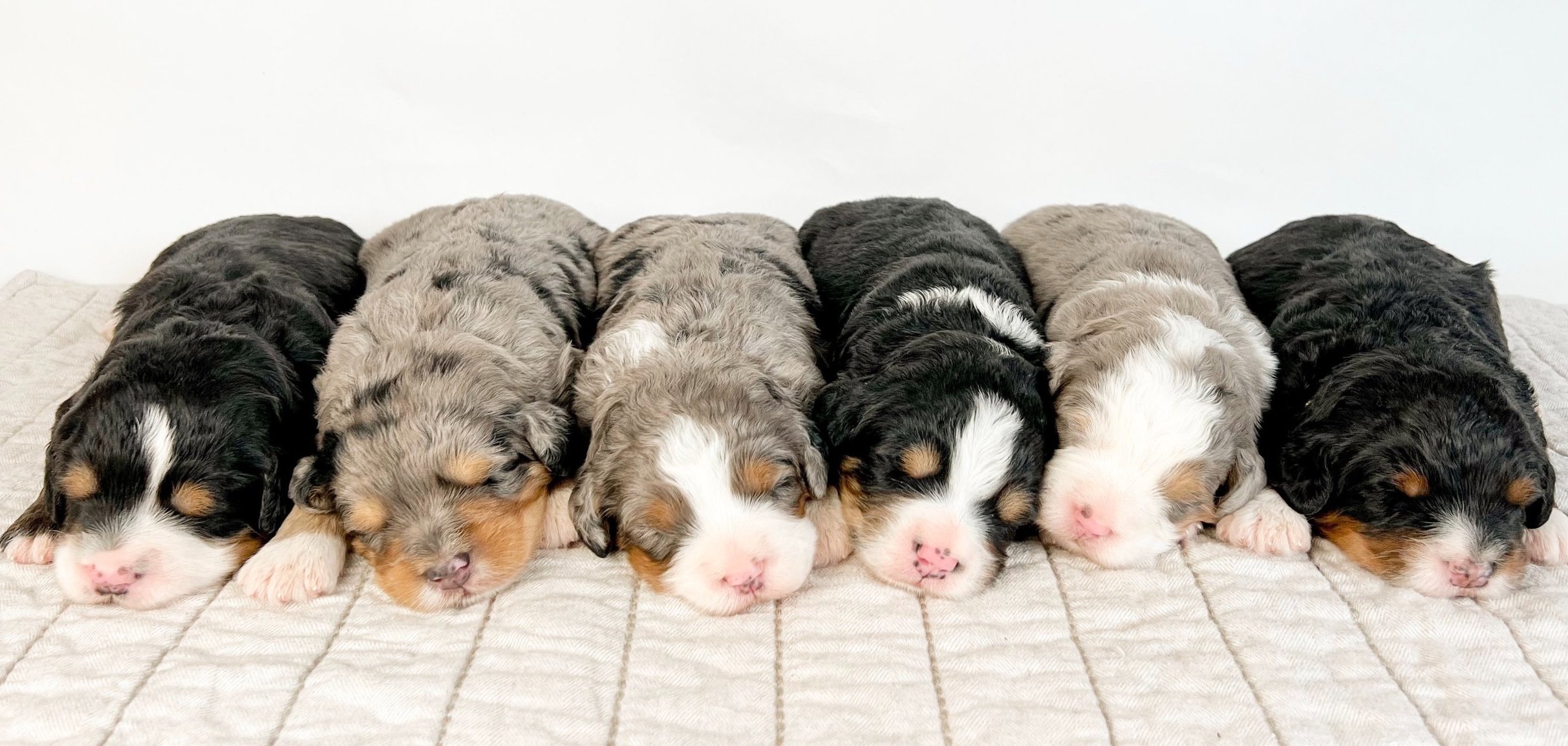 Bernedoodle and Aussiedoodle Breeder