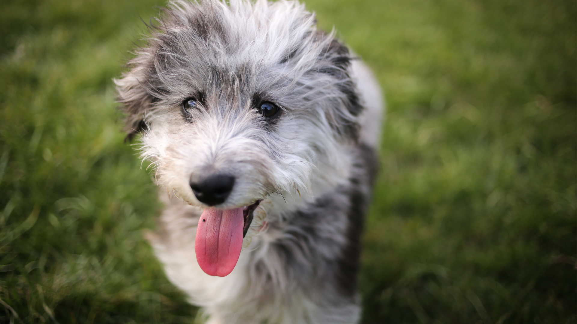 Mini Aussiedoodle Puppy Restraining