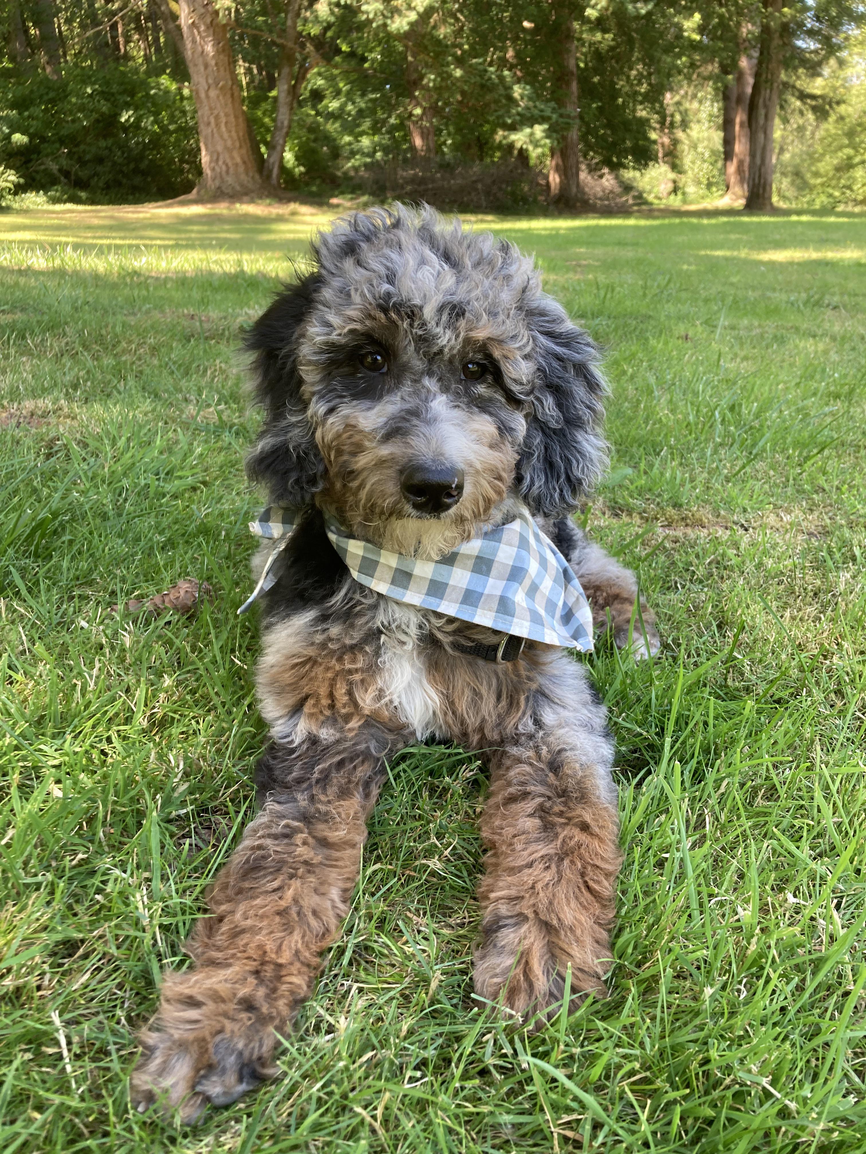 River got her first puppy trim, r