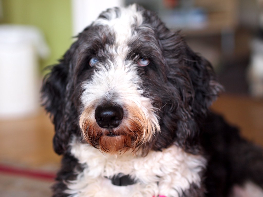 Trixie Doodle. Aussiedoodle Trix. F