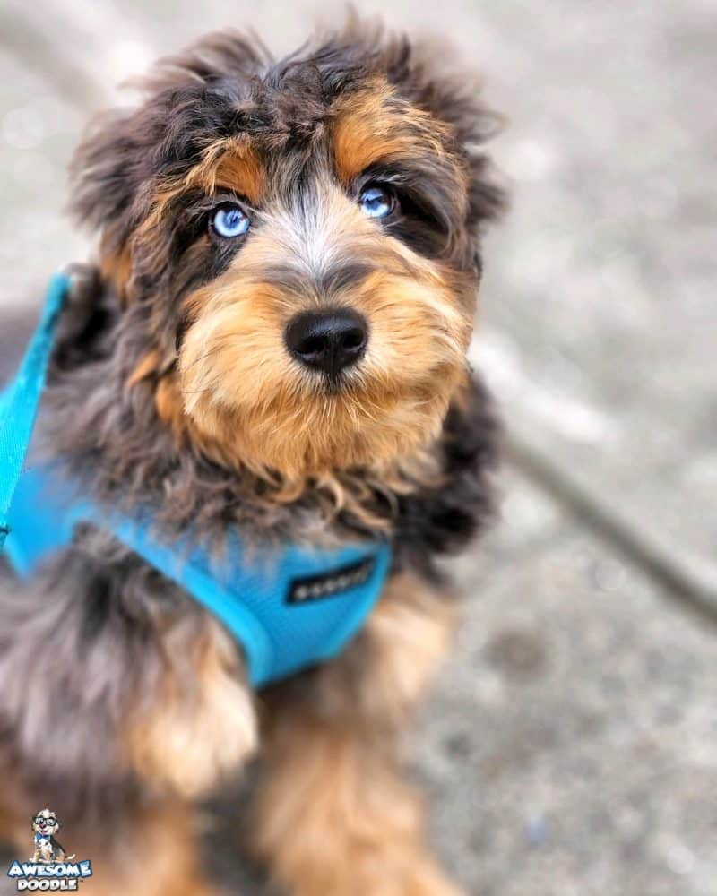 AussieDoodle puppies