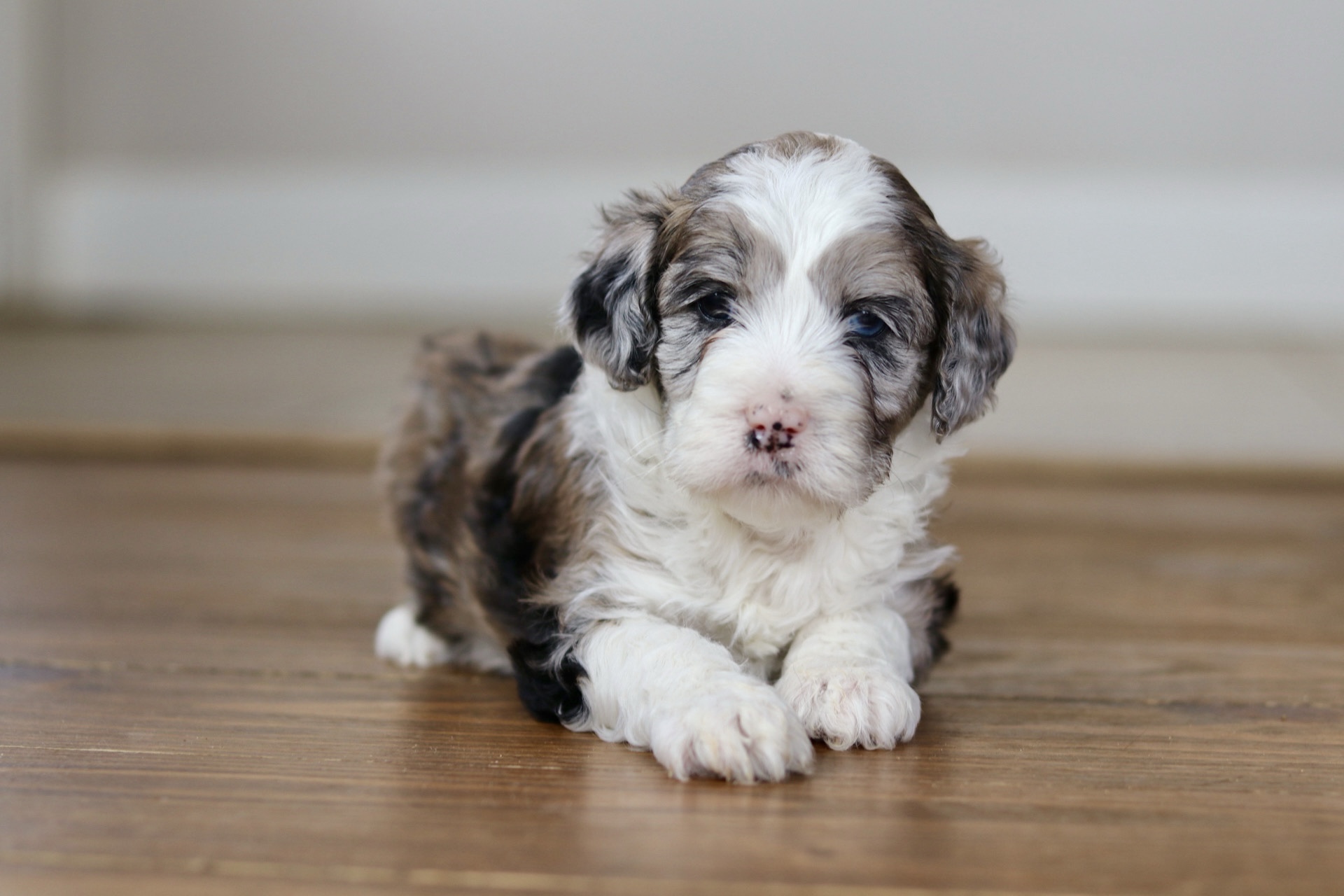 Miniature Aussiedoodle Puppies