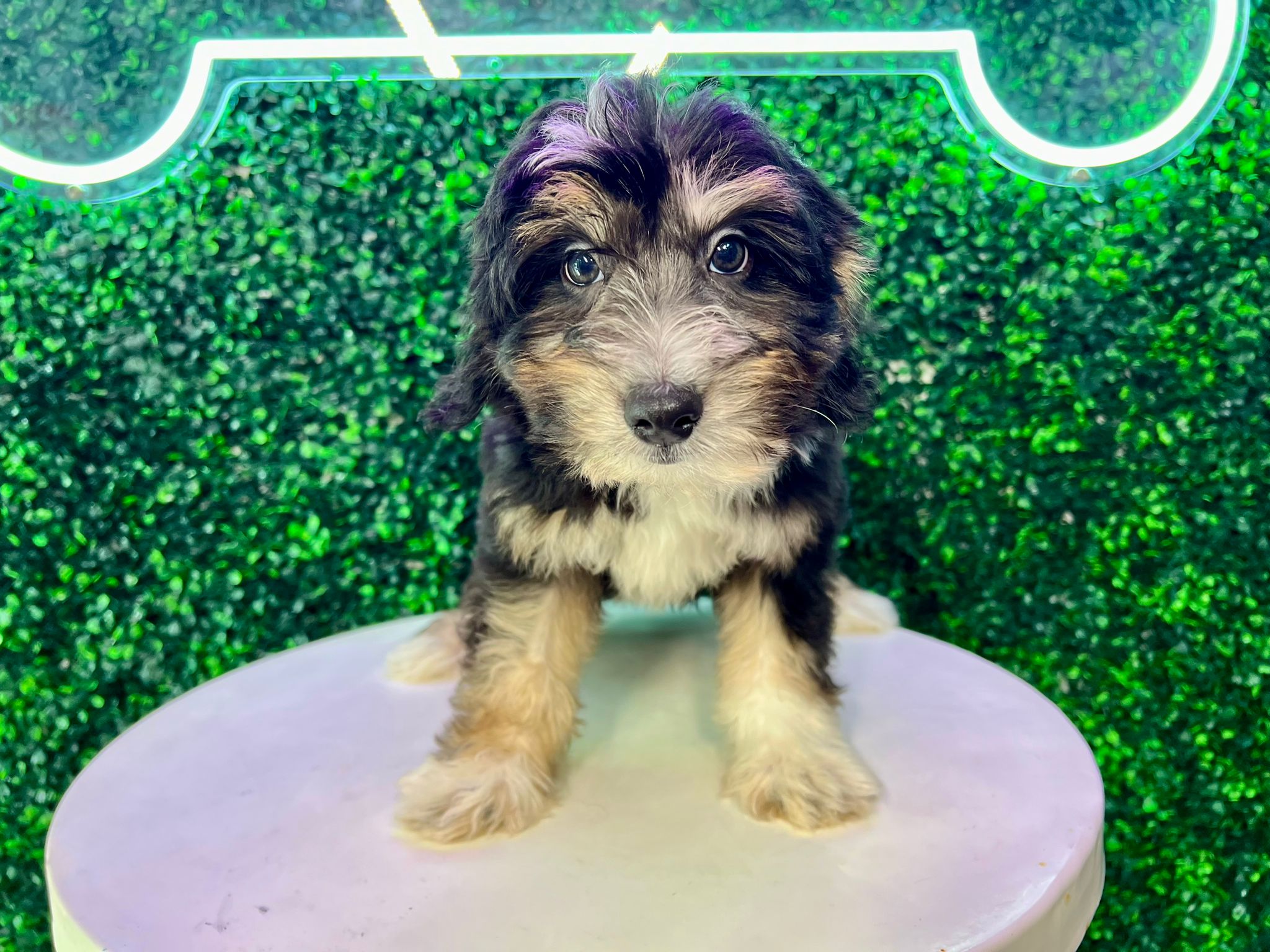 6lb 5oz Doodle Puppy