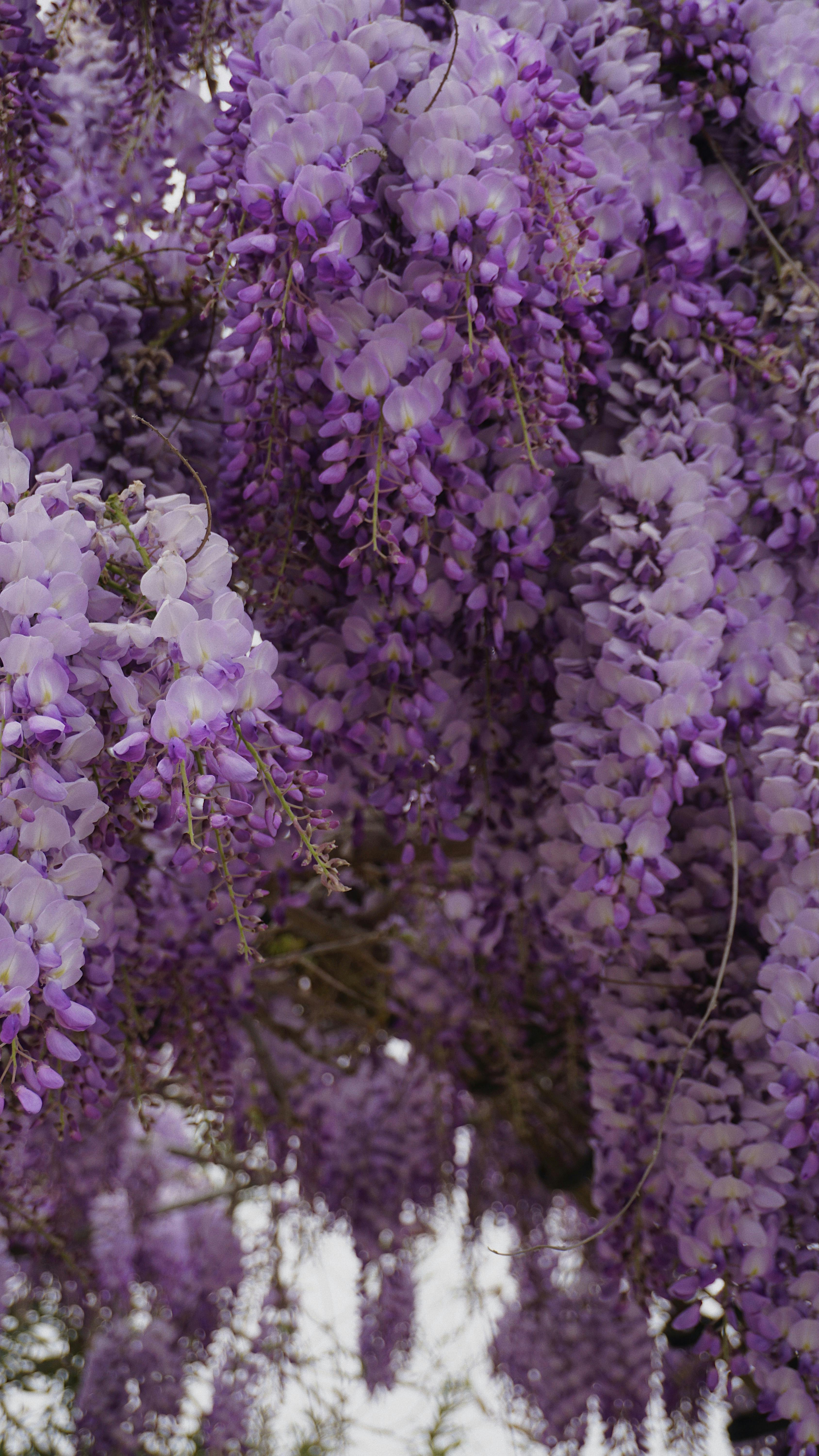 Chinese Wisteria Flowers · Free