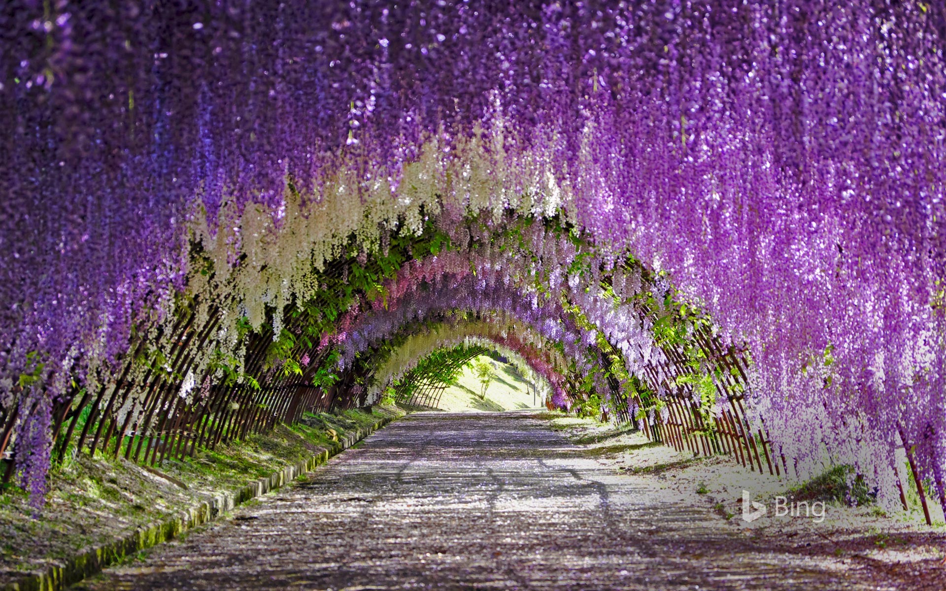 Wisteria blooms at Kawachi Fuji Gardens