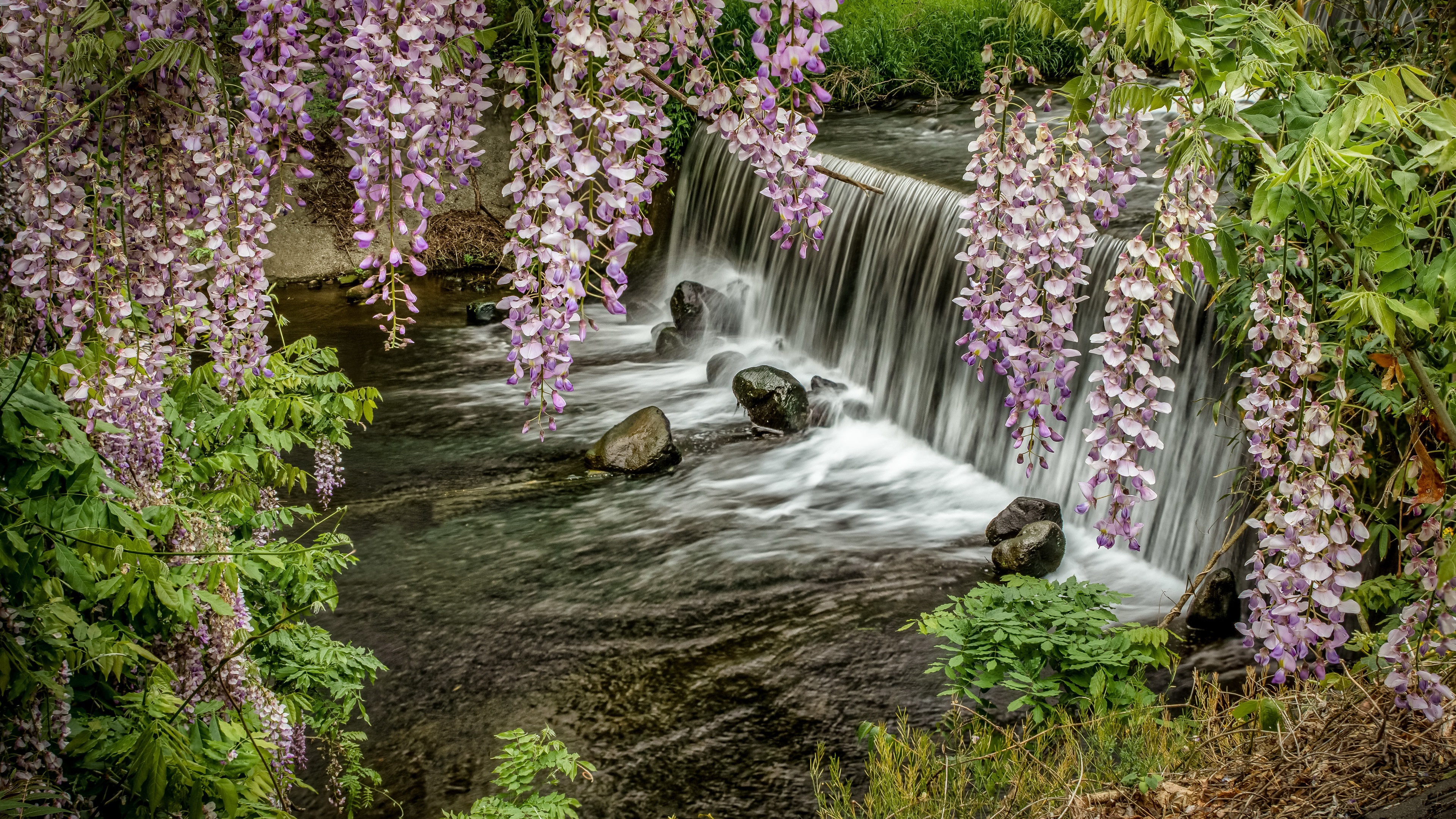Wisteria River Nature Waterfall 4k
