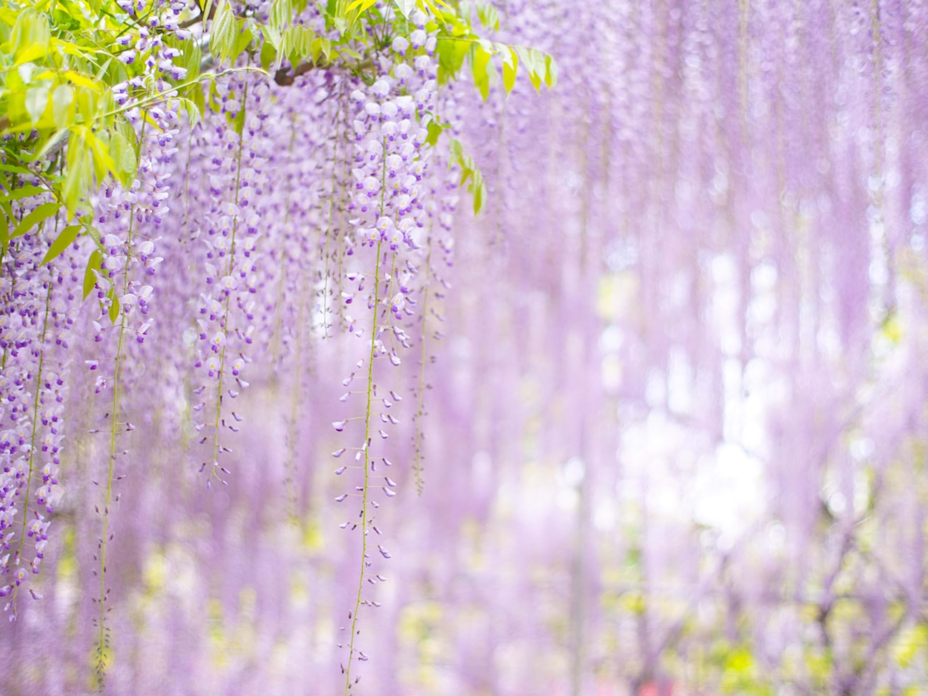 Wisteria Vine: Types, Care, and Propagation