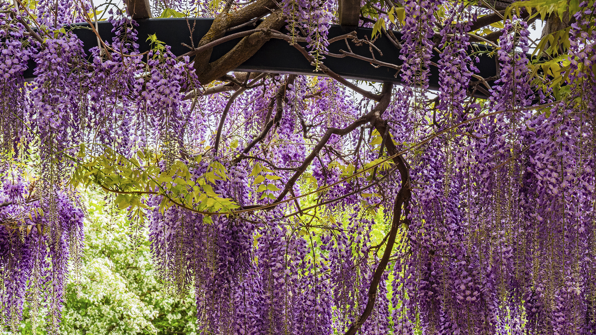 Detailed Wisteria Seeds Capture Collection Detailed Wisteria Seeds Capture Collection