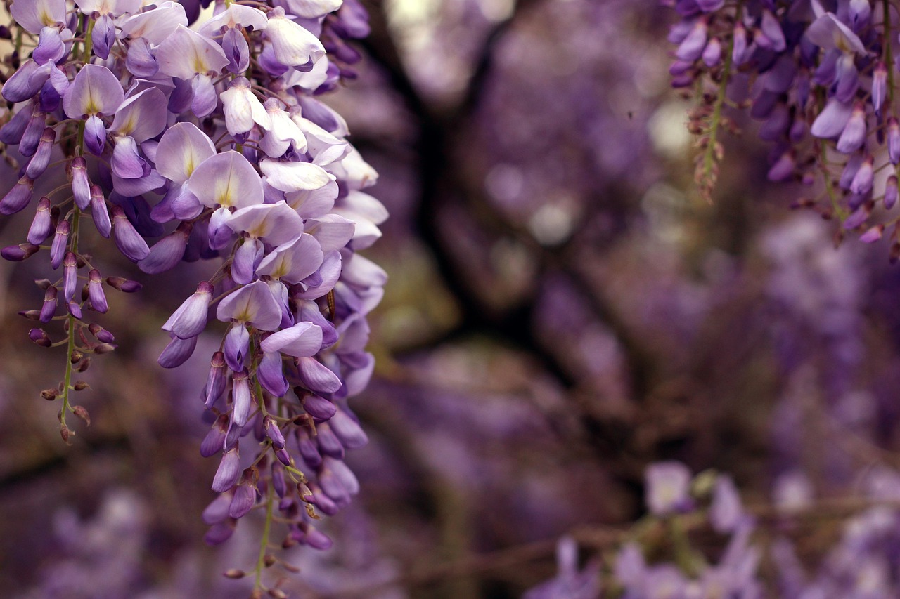 Wisteria Flowering Garden photo