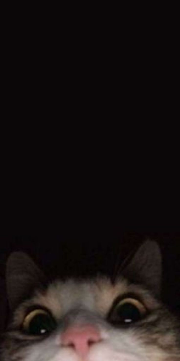 Funny Cat Wallpaper for 2022