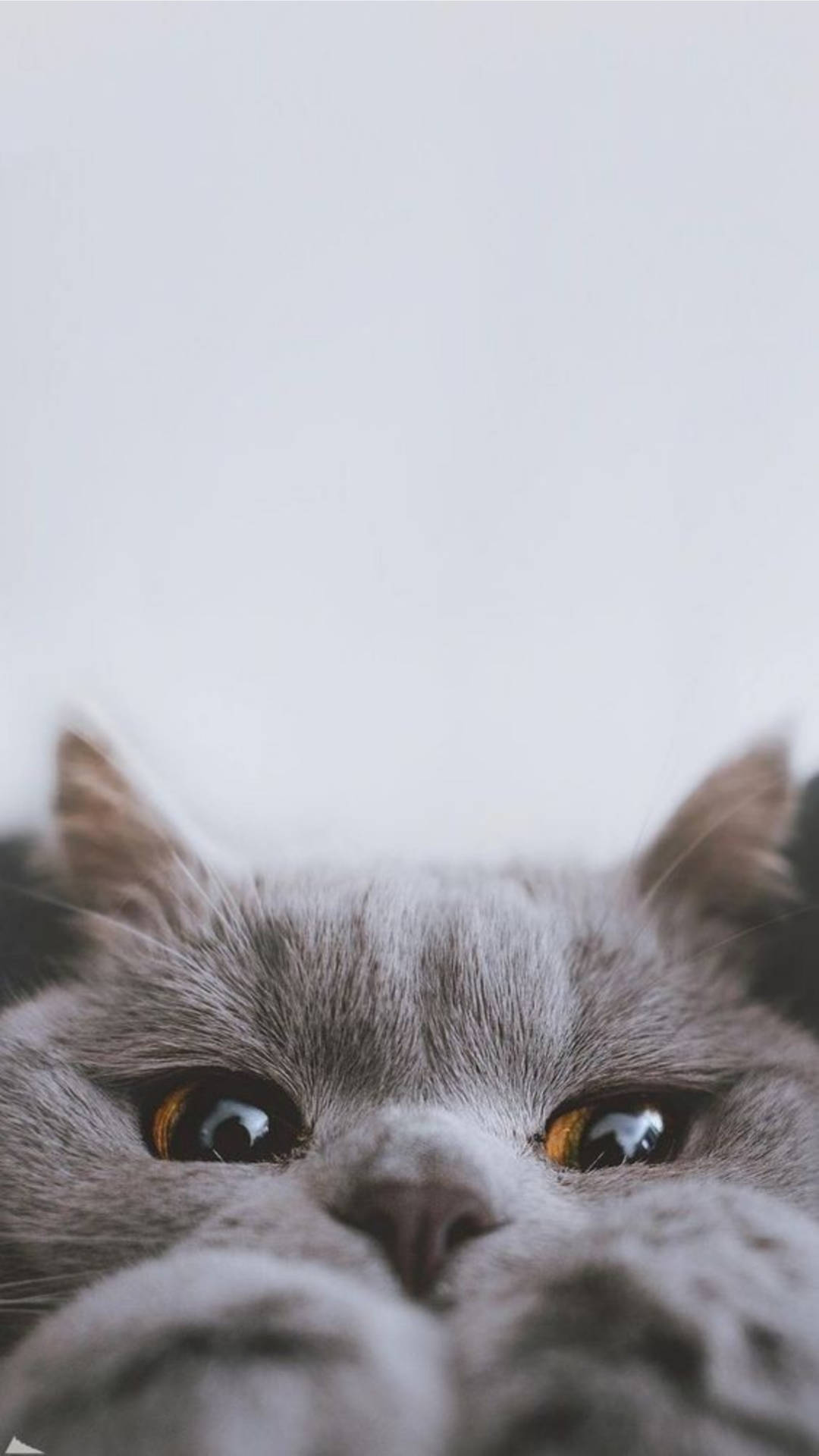 Cute Cat Aesthetic Peek A Boo Wallpaper