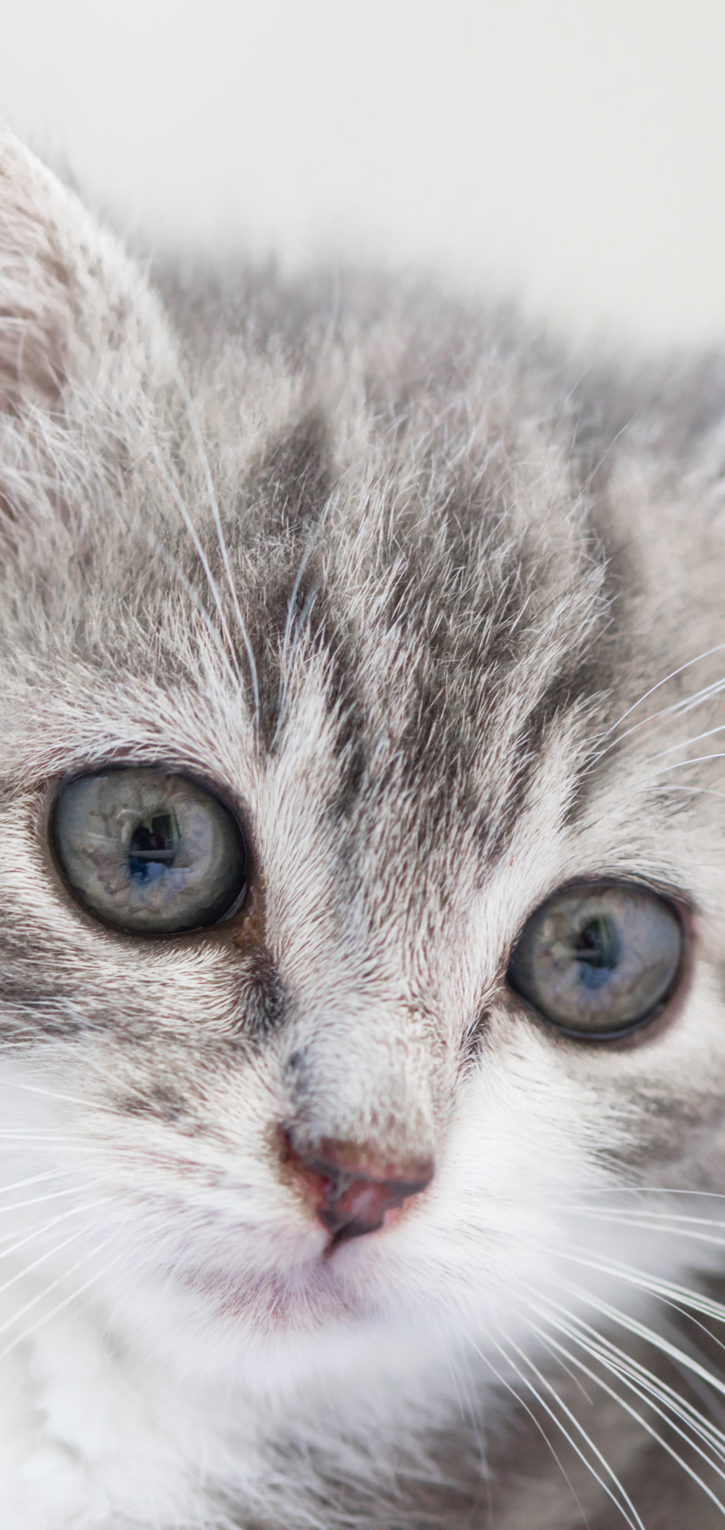 Download Kitten Baby Animal Animal Cat