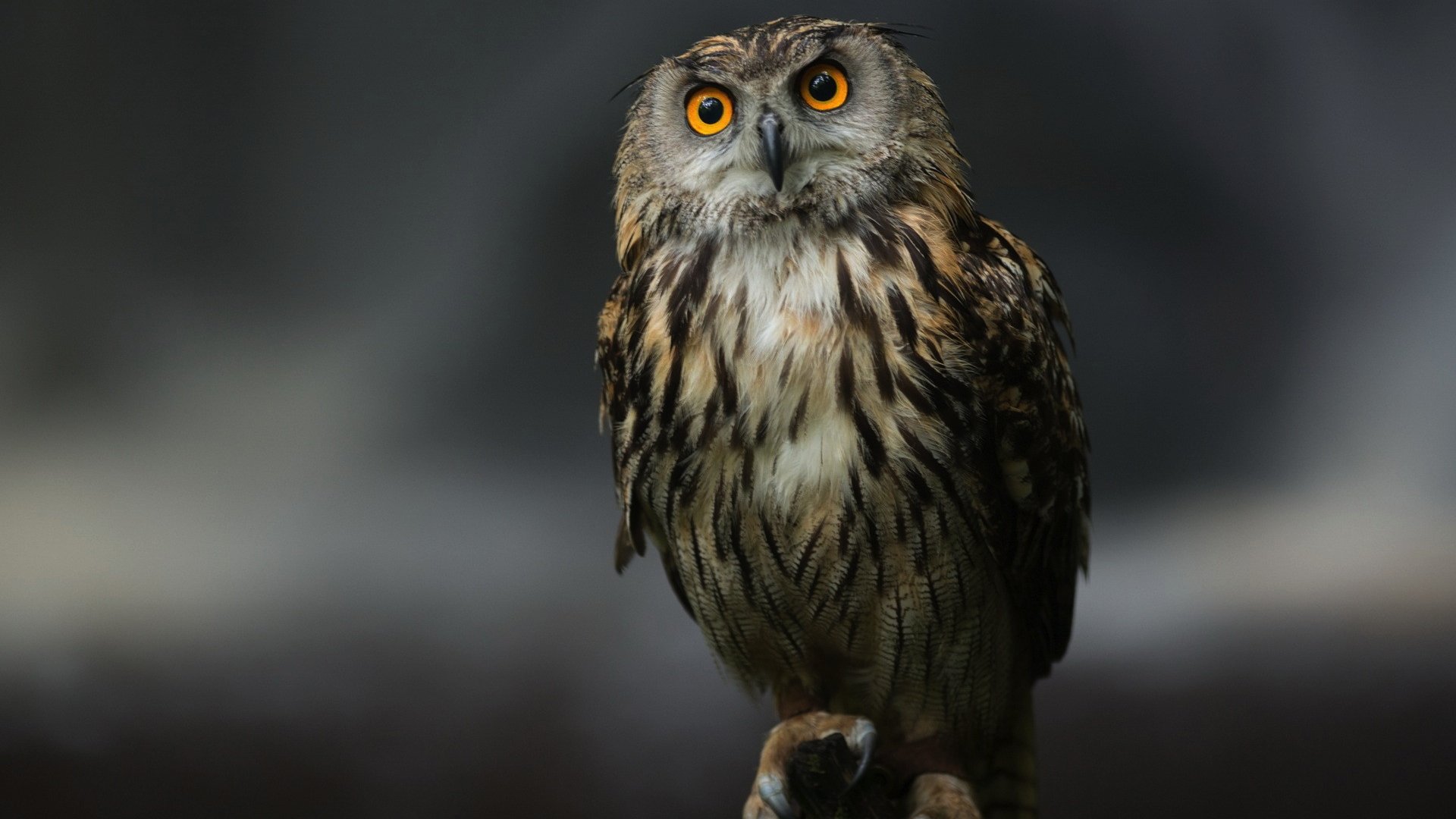 Majestic Owl HD Wallpaper: A Stunning