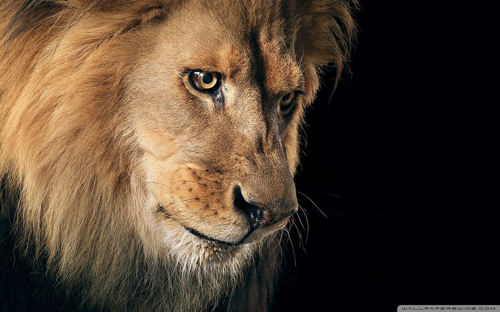Beautiful Lion Portrait 4K UHD