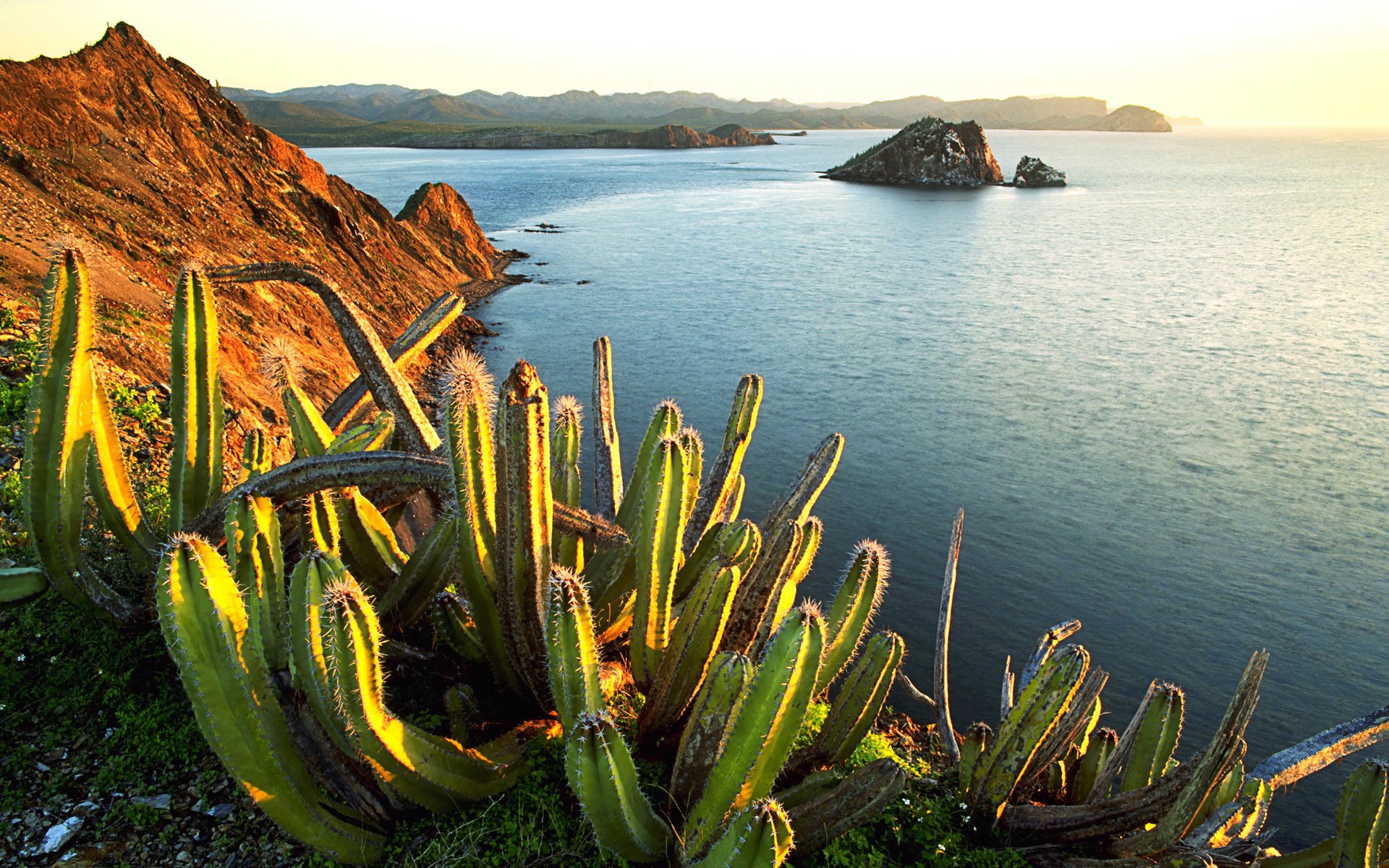 Cactus by the sea in Mexico Desktop wallpaper 1600x900