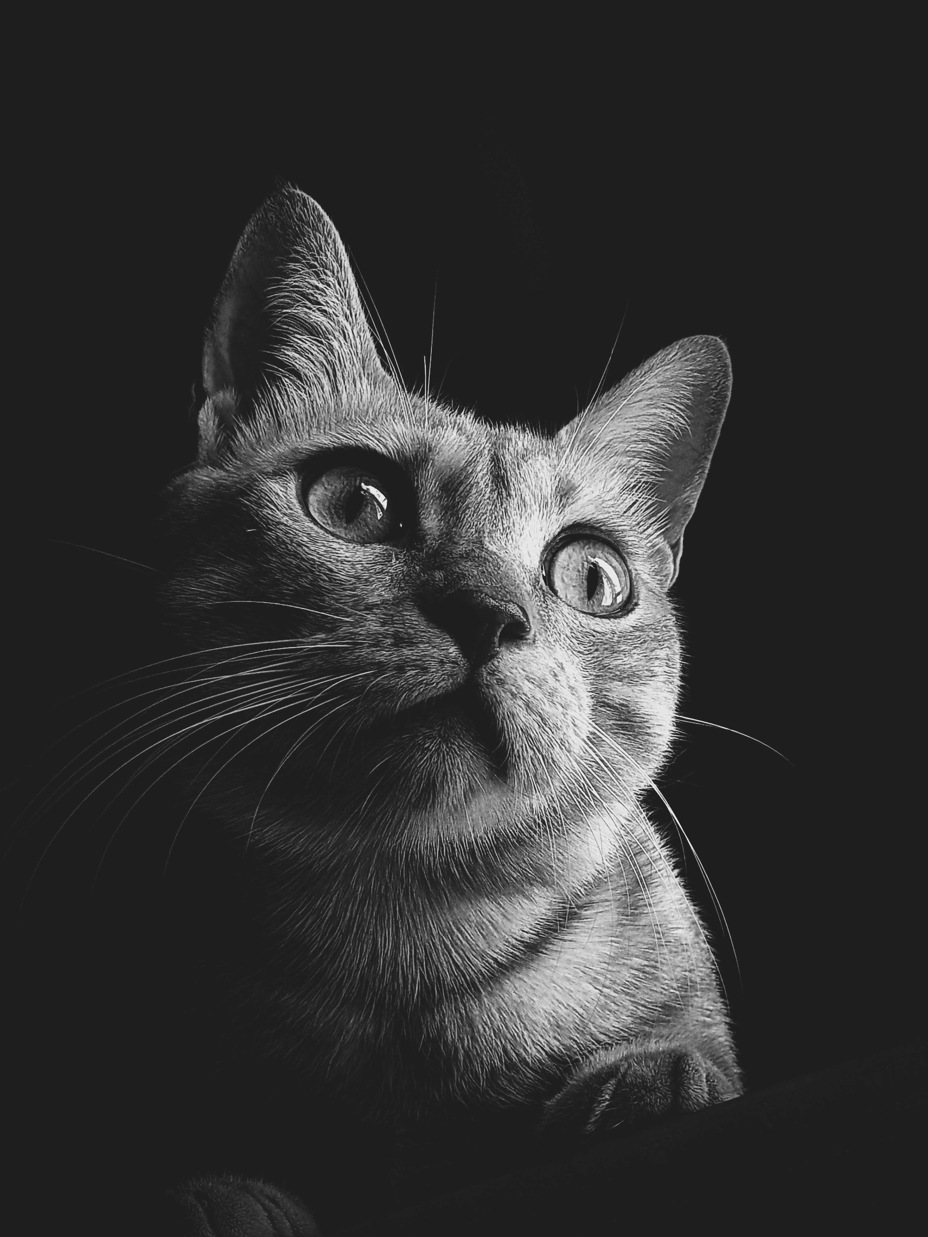 Some best cat mobile wallpaper I have