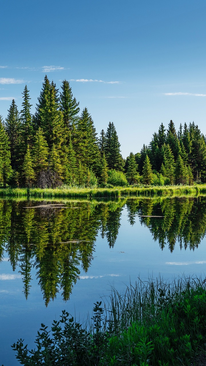 Lake Sky Forest