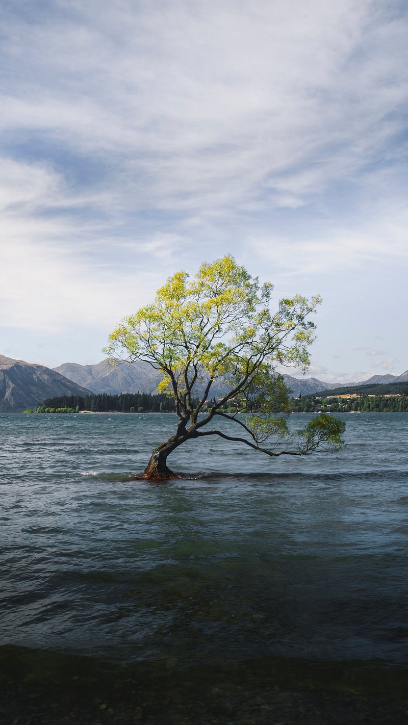 Lake Wanaka Tree Image. Free Photo