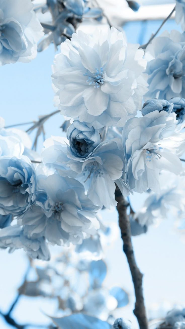Blue flower wallpaper, Blue background