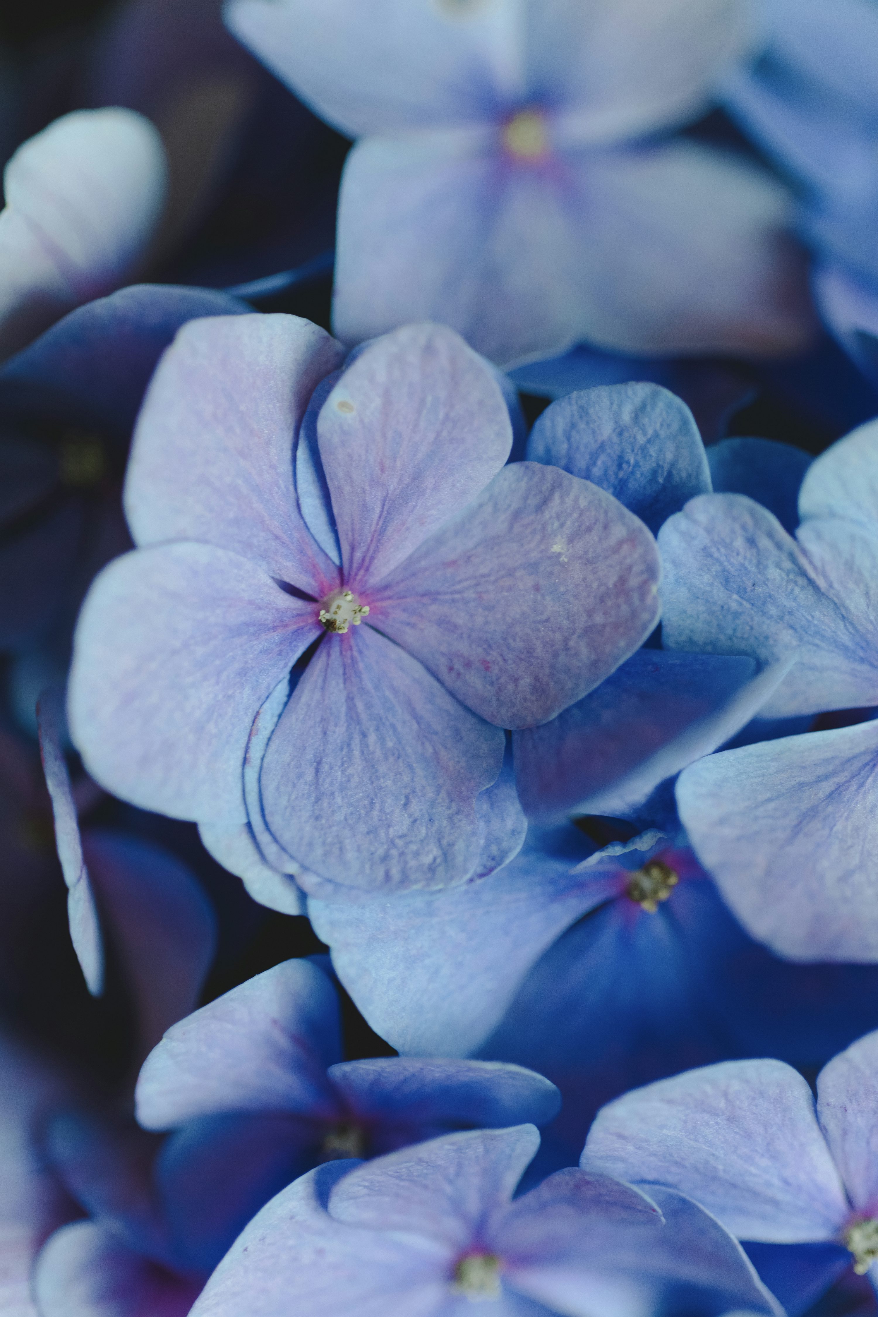 Light Blue Flower Picture. Download