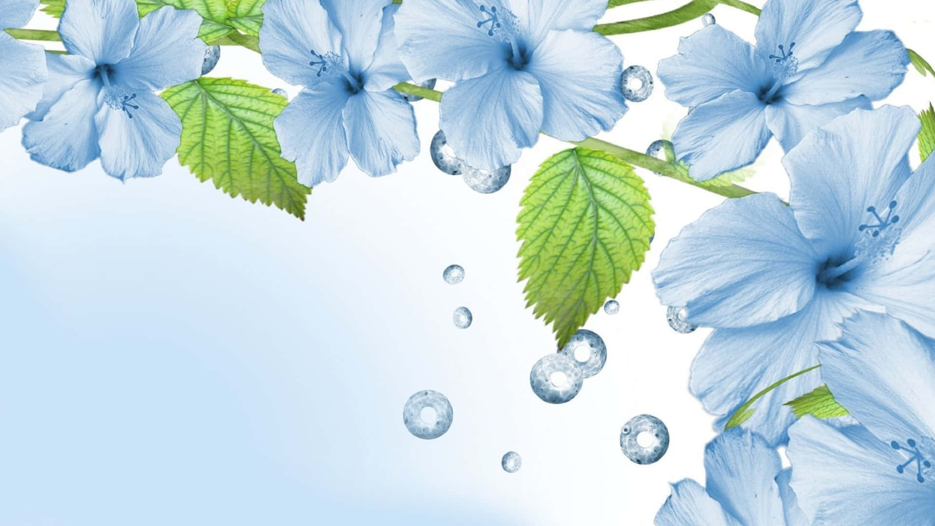 Download Hibiscus Light Blue Flowers Background