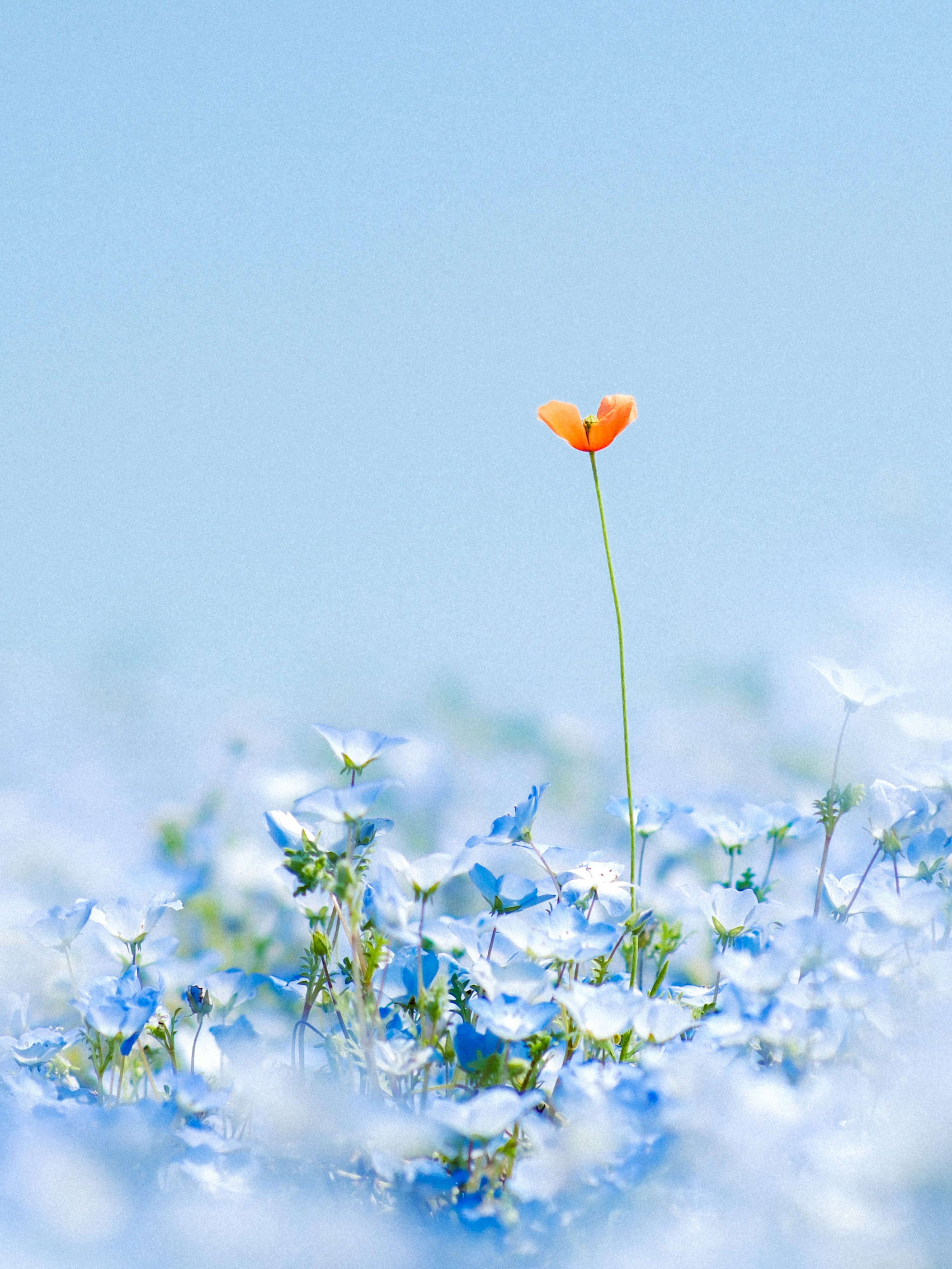 A single orange flower in a field