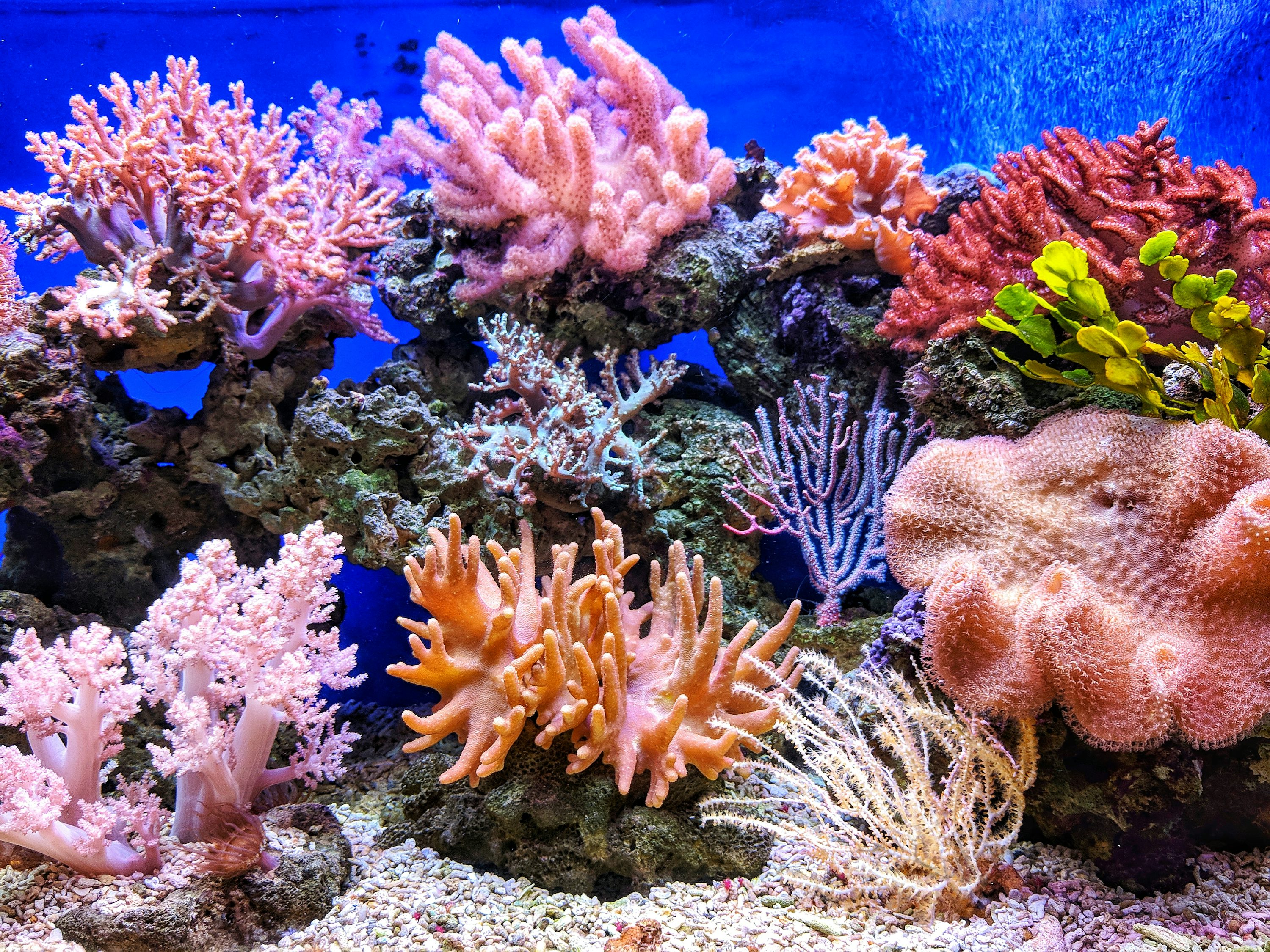 Coral Reef Picture HQ