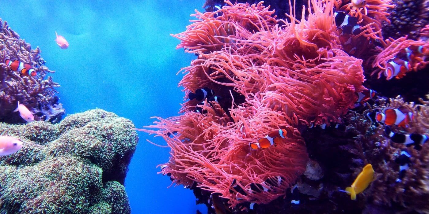 Save Coral Reefs: Go Vegan