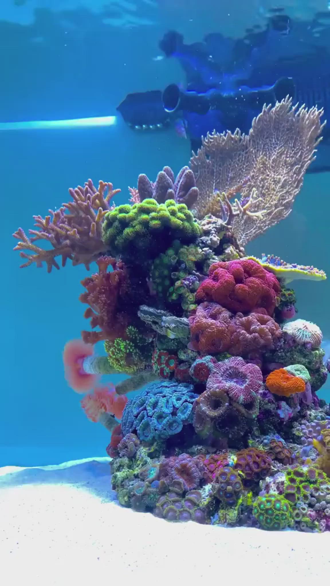reeftanklove #coralreefs #aquascape