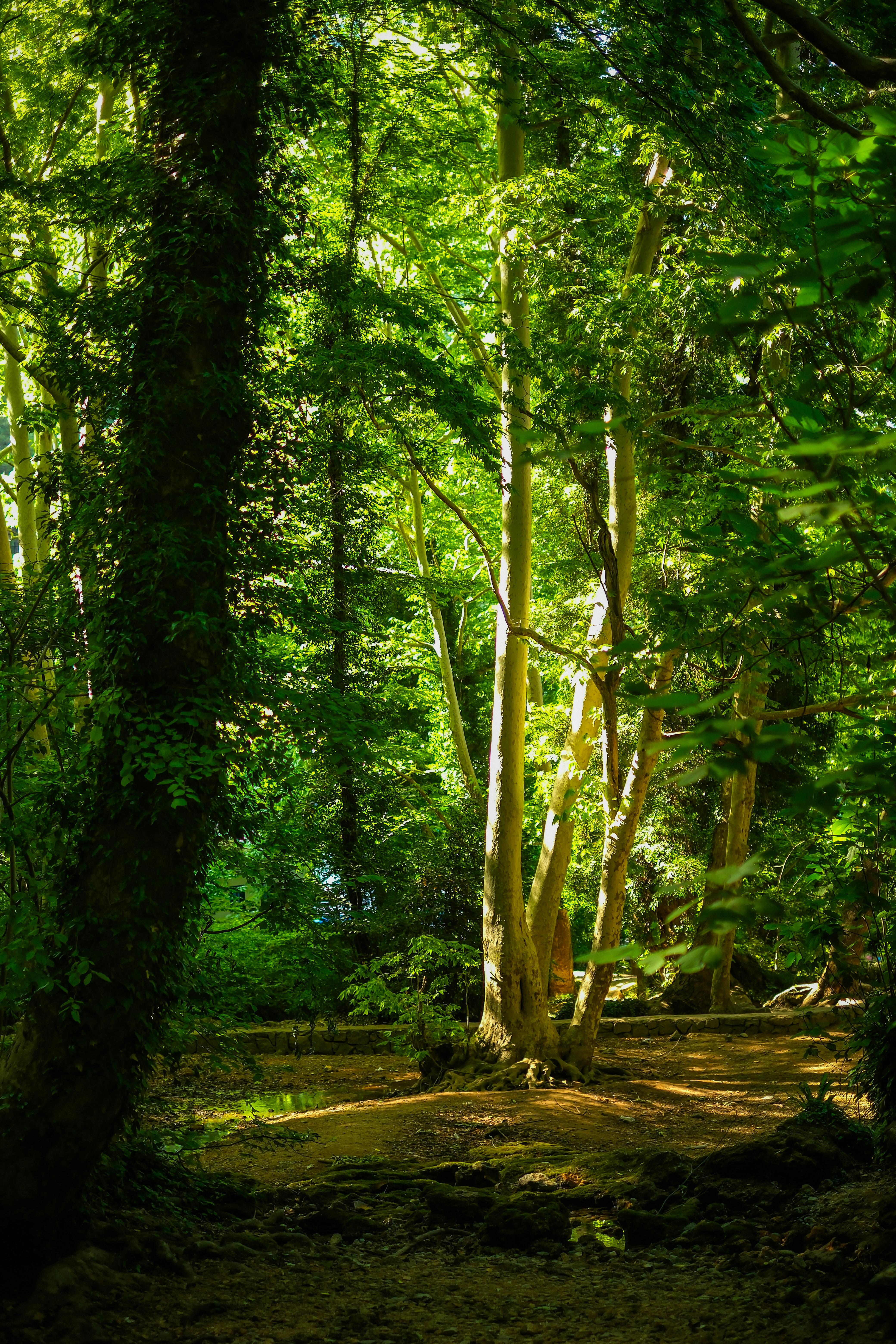 Bright Green Forest · Free