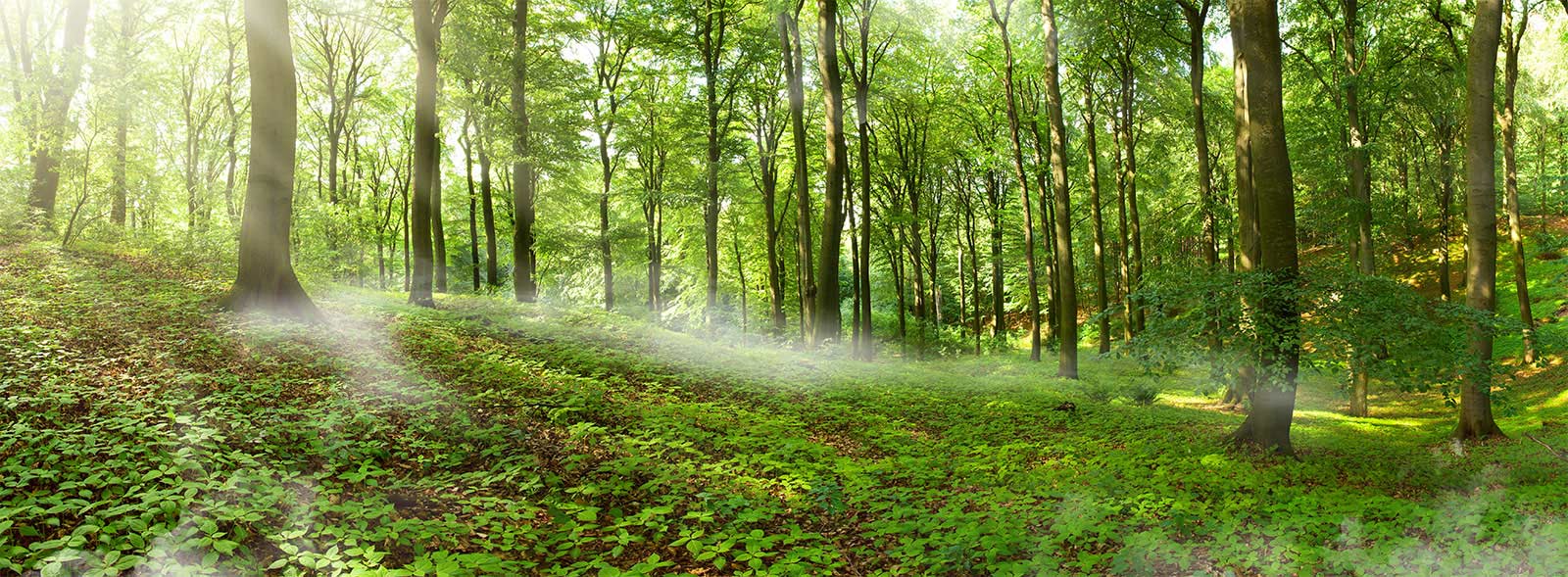 Tranquil Forest Green Mural Wallpaper