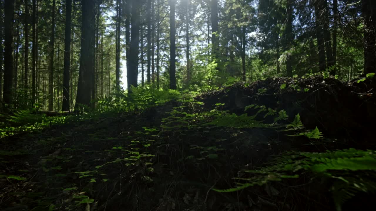 Stock Footage Vibrant Forest Floor Live