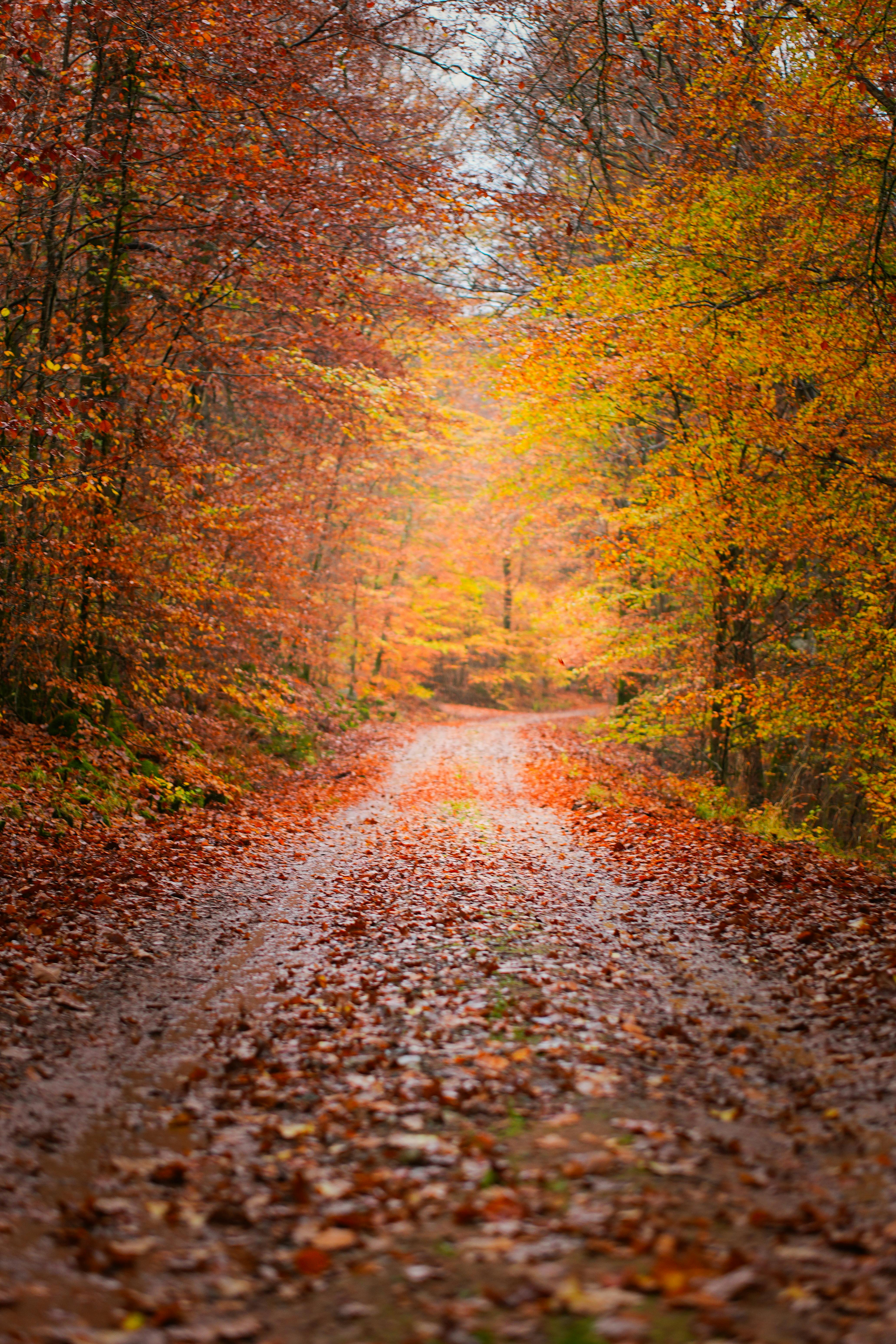 Tranquil Autumn Path in Vibrant Forest