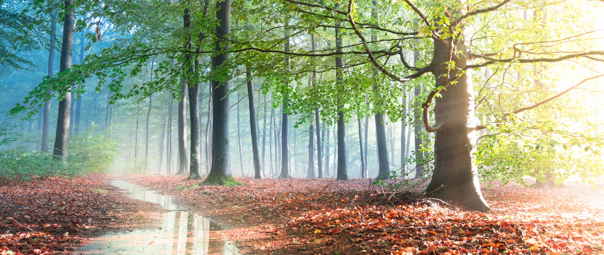 Forest Wallpaper 4K, Sunlight, Tree