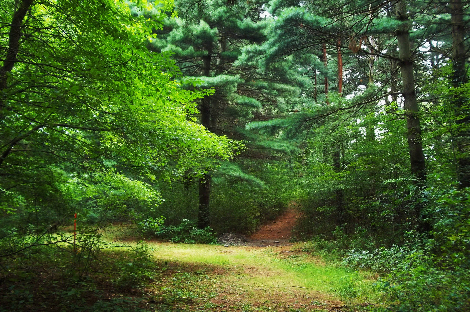 Download Bright Green Forest Wallpaper