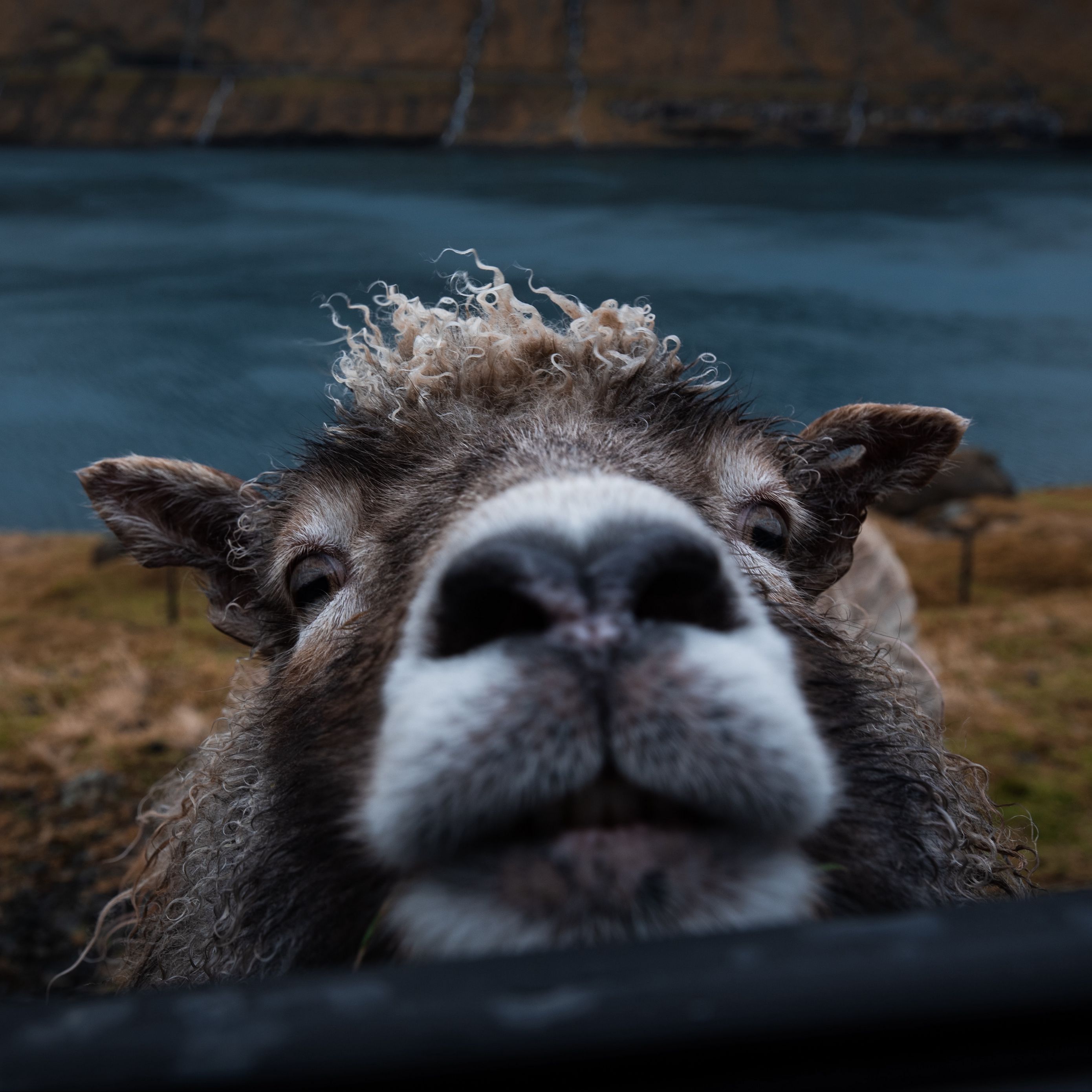 Download wallpaper 2780x2780 sheep