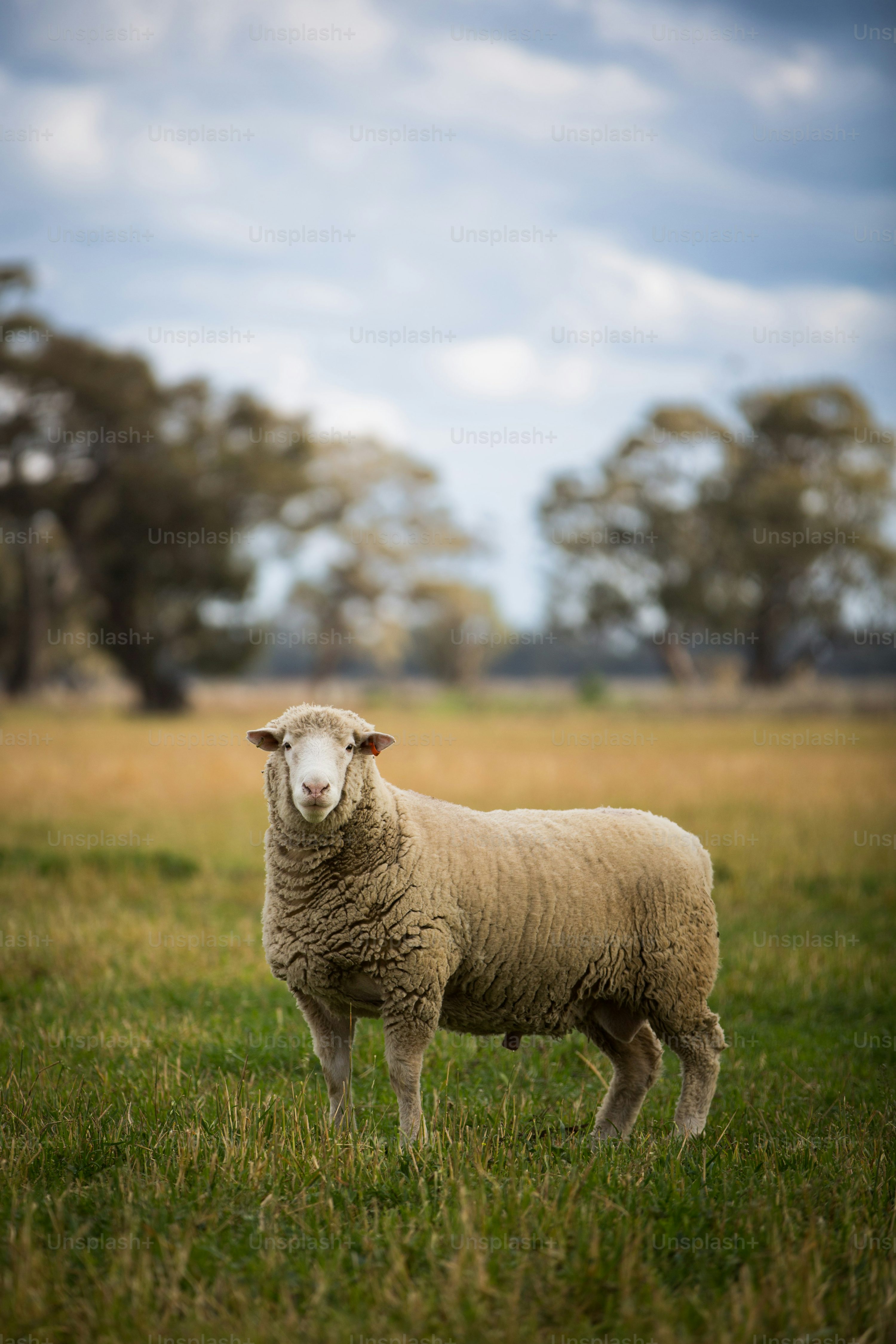 Sheep Image. Download Free