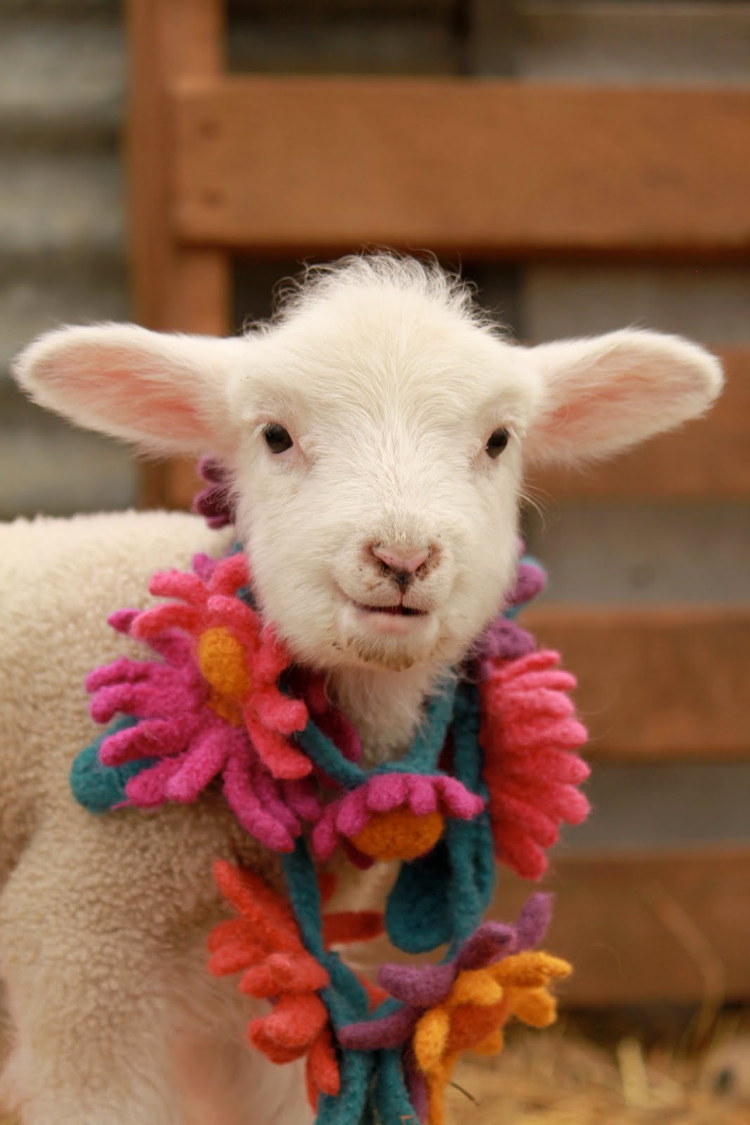 Olympia the Lamb in her Floral Lei