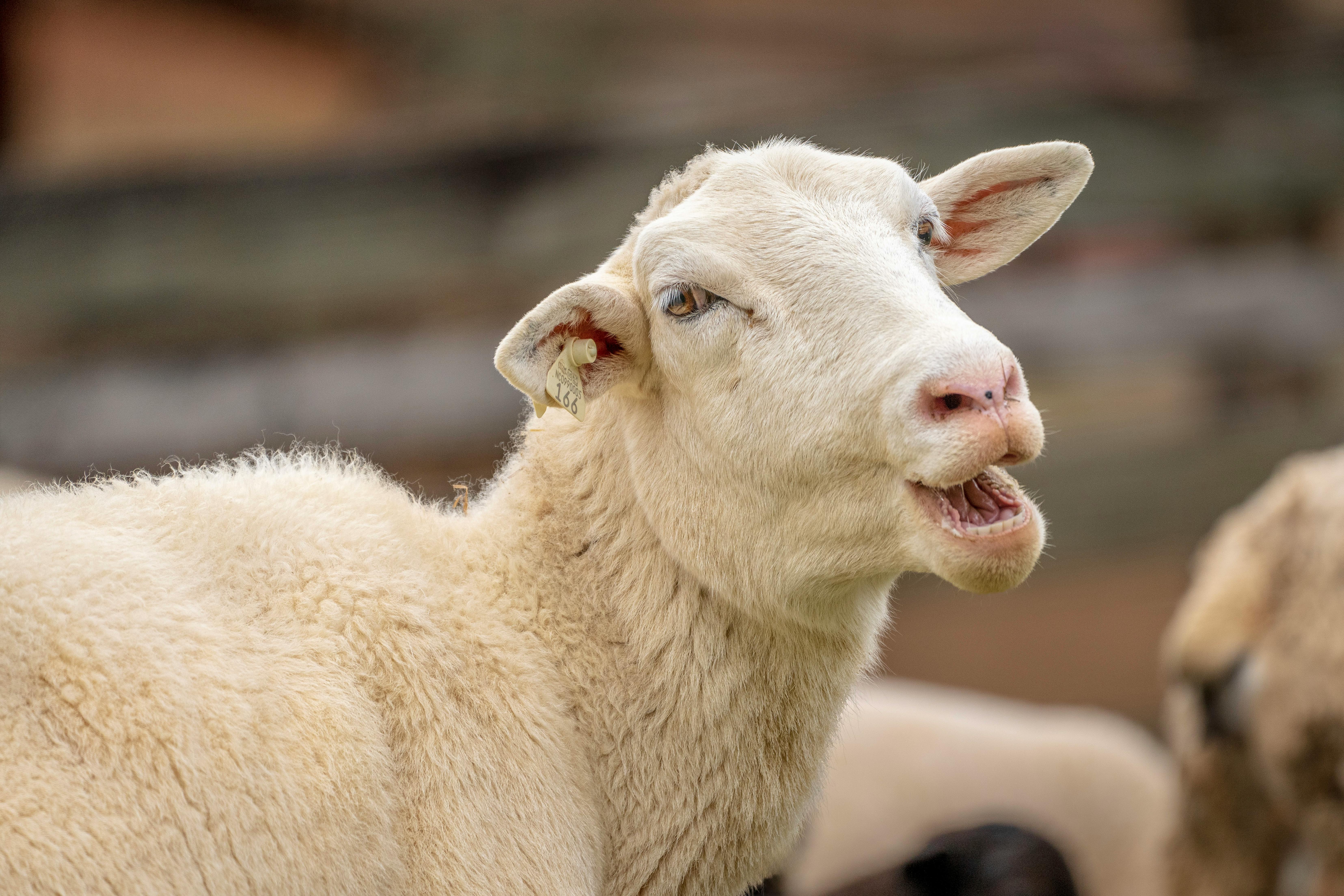 Funny Sheep in Close Up · Free