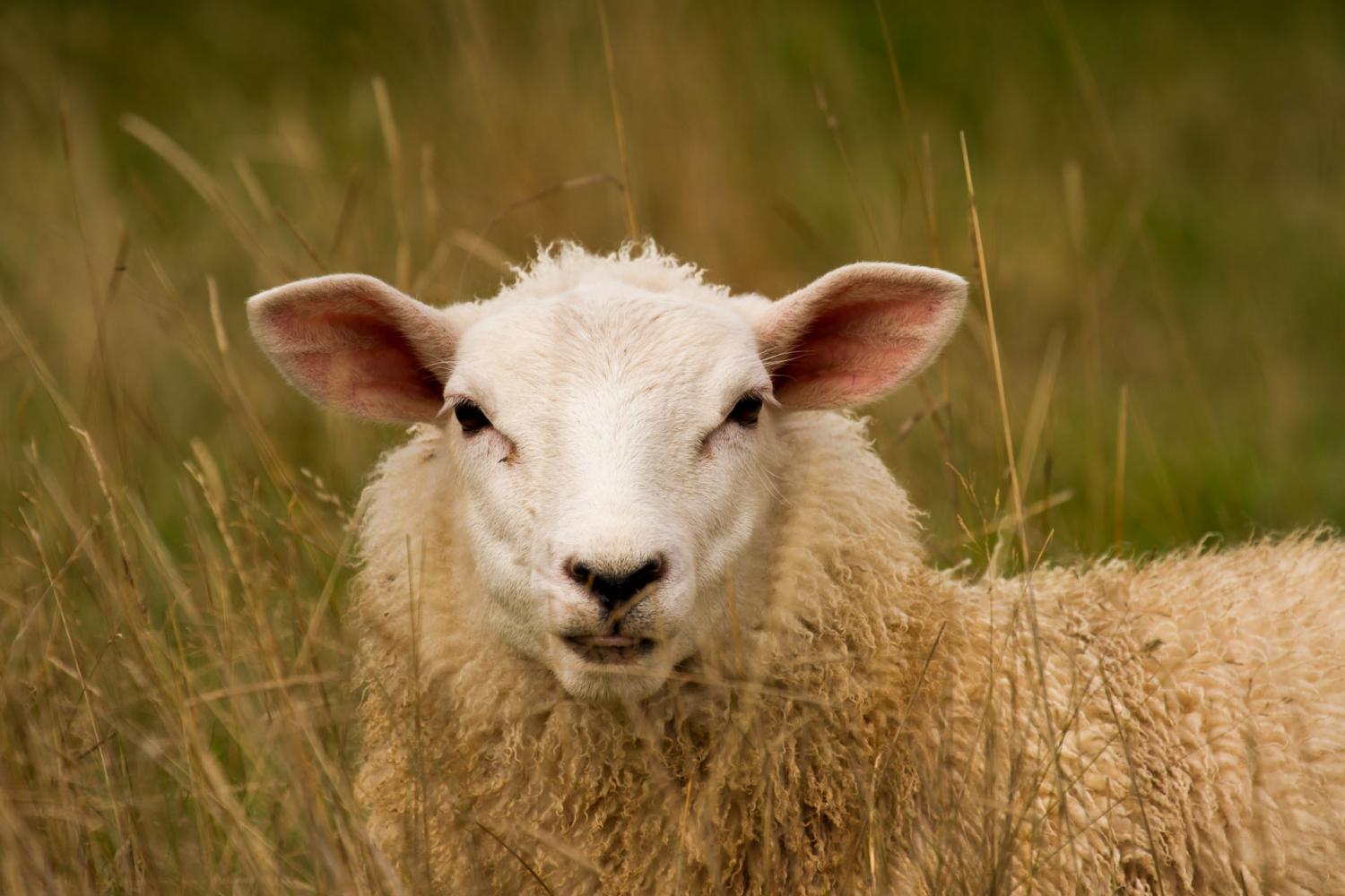 Sheep are able to recognize human faces