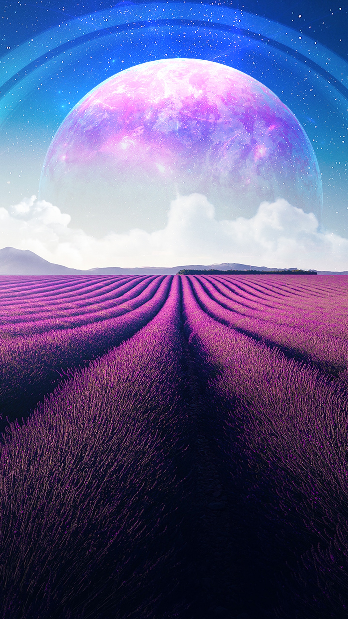 Lavender fields Wallpaper 4K, Lavender
