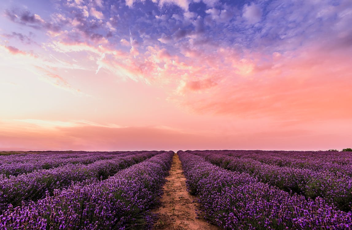 Photo Lavender Flower Field Under Pink