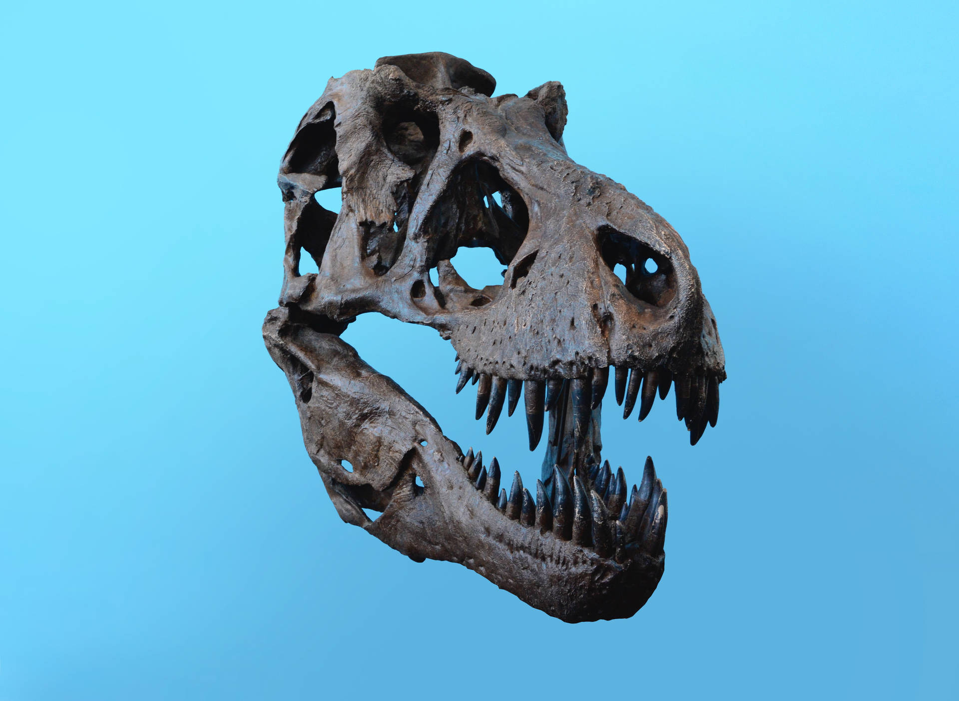 Fossilized Dinosaur Head Wallpaper