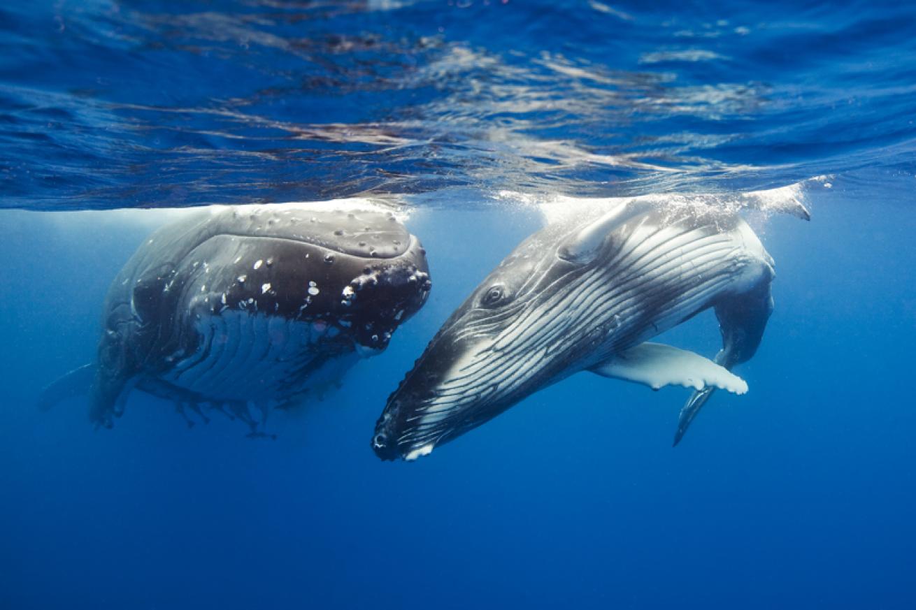 Photo Contest: 20 Best Whale